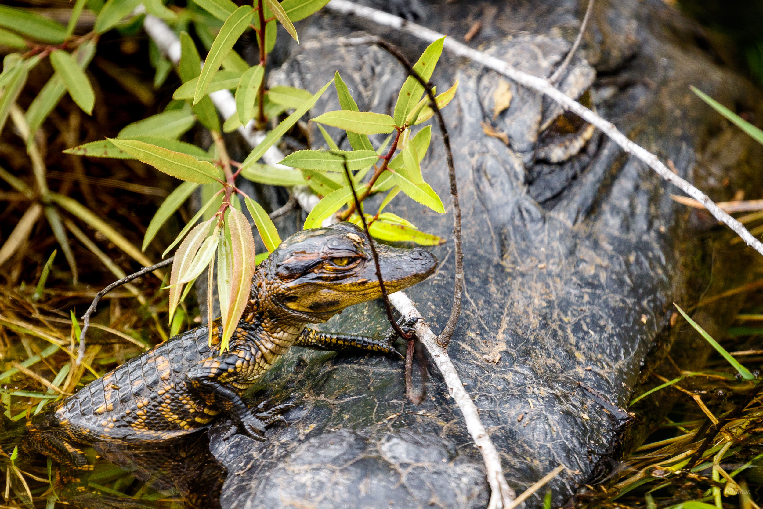 Little Gator on a Big Gator: Everglades, FL