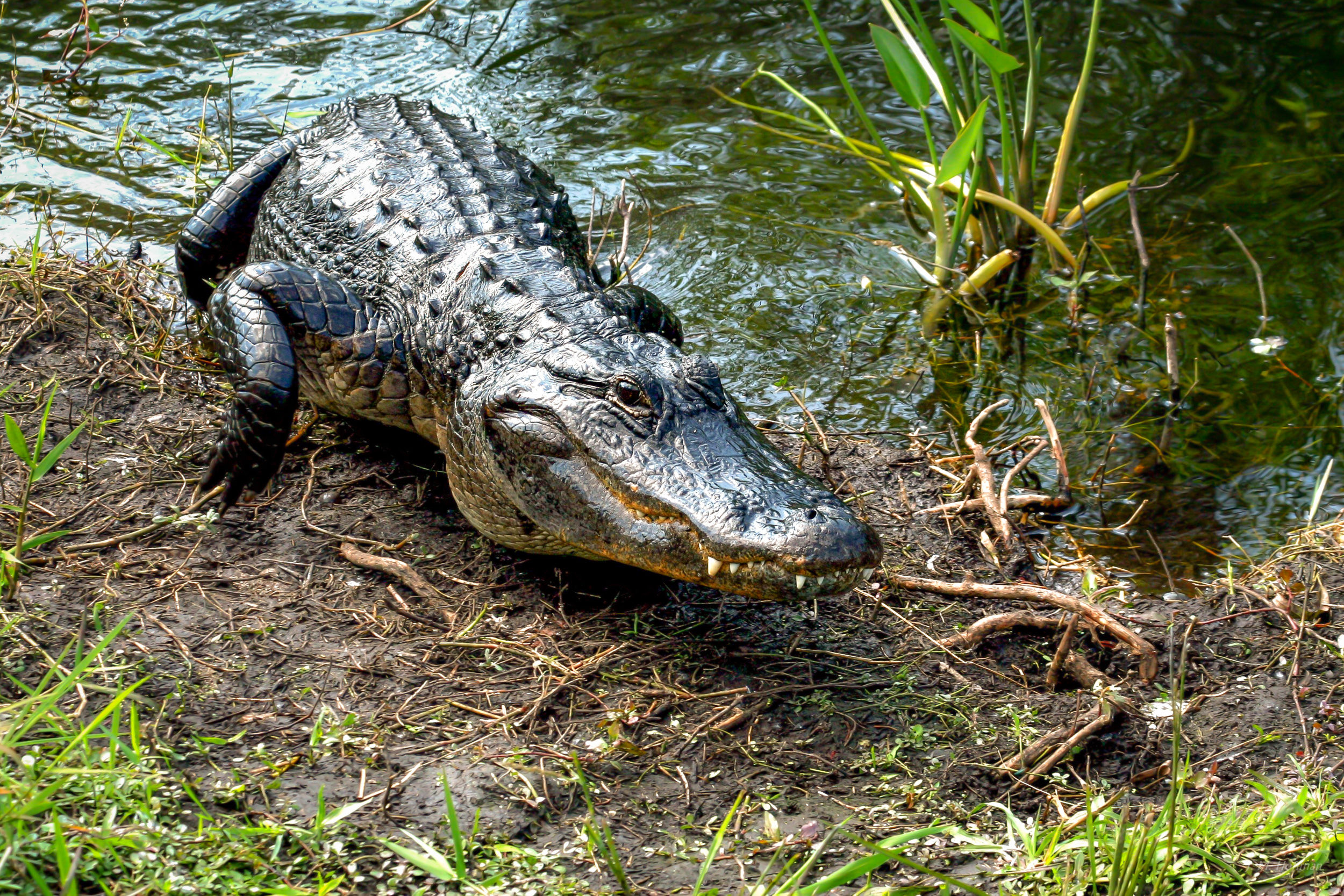 Alligator Coming to Get You: Everglades, FL
