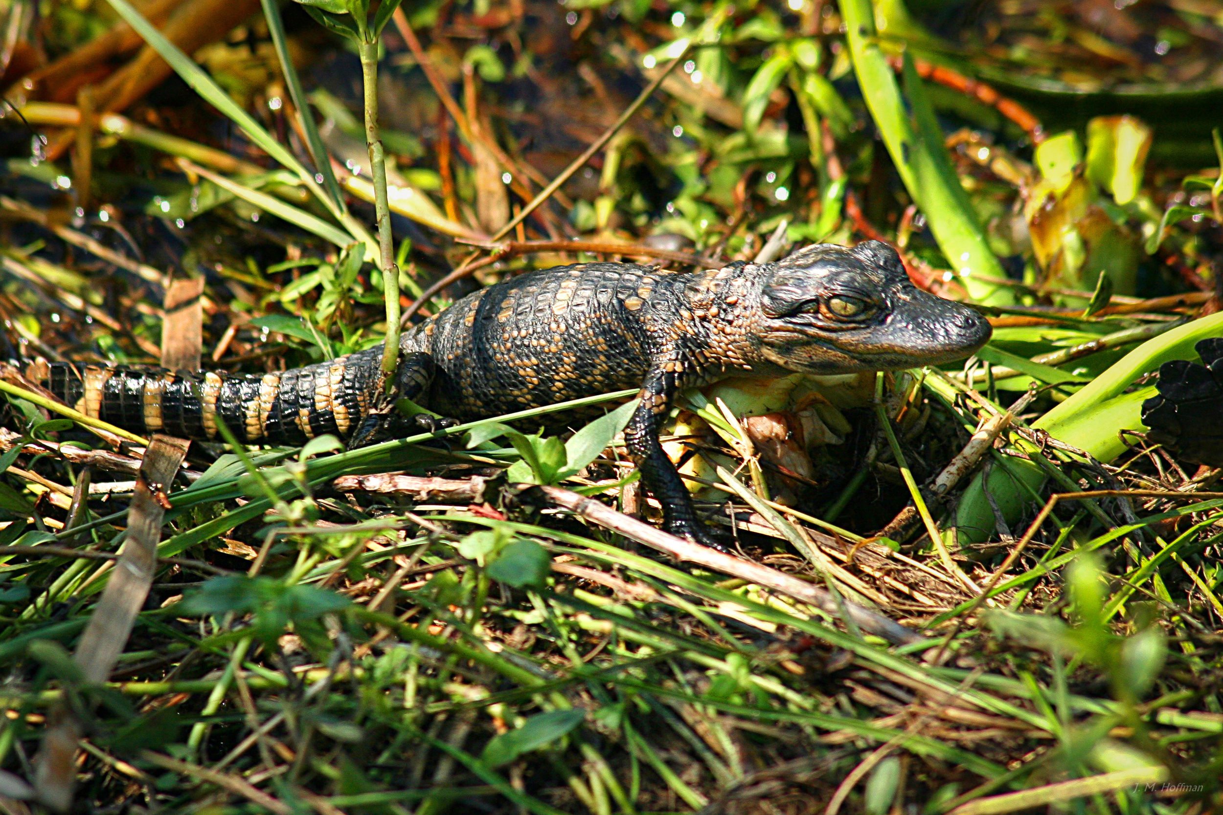 Baby Alligator in the Short Grass: Everglades, FL
