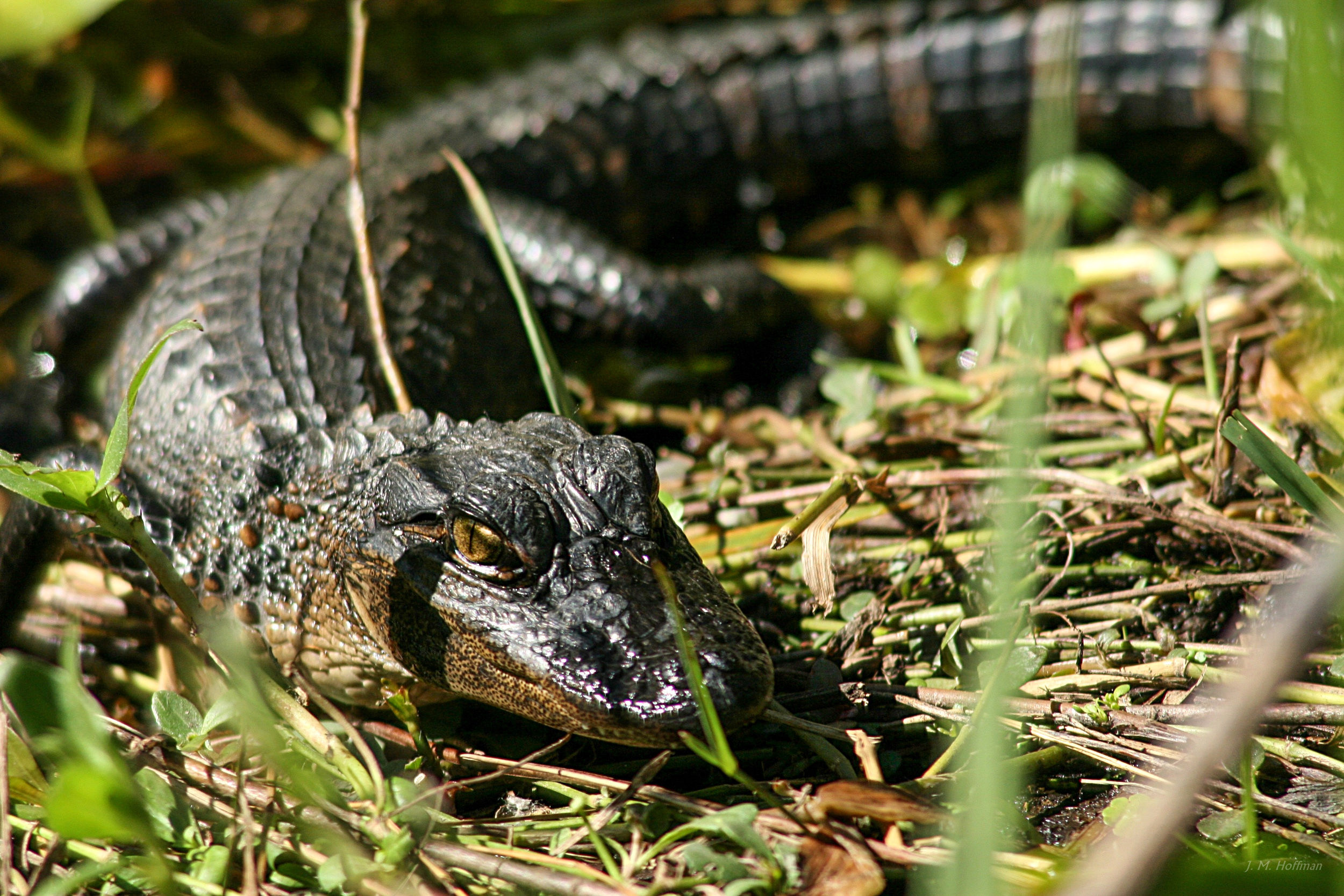 Baby Alligator Up Close and Personal: Everglades, FL