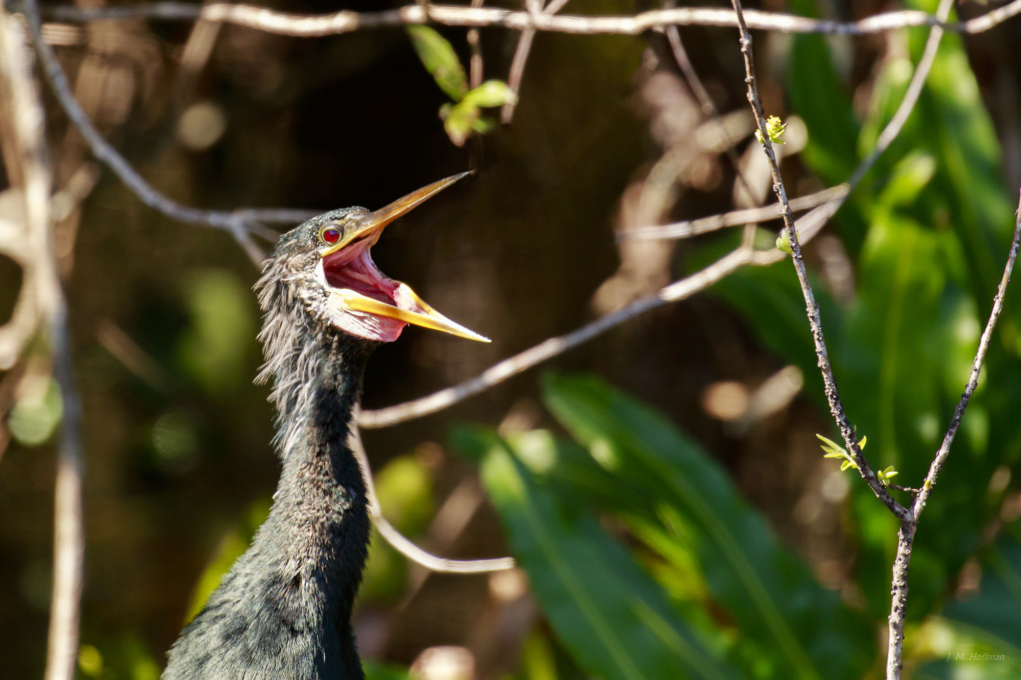 For Cyring Out Loud: Everglades, FL
