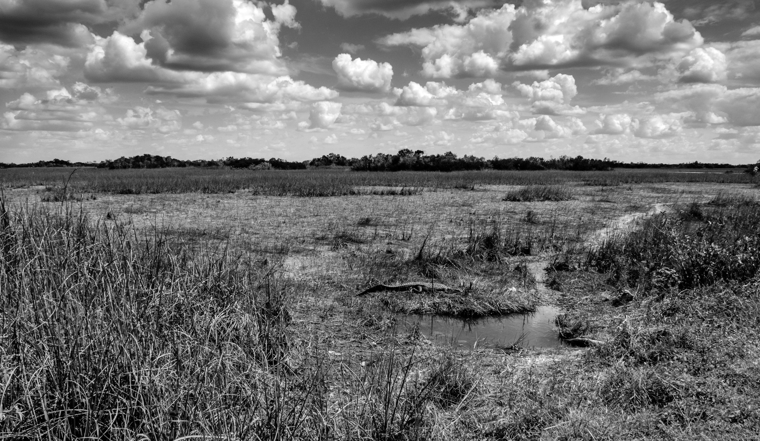 The Glades in Black and White: Everglades, FL