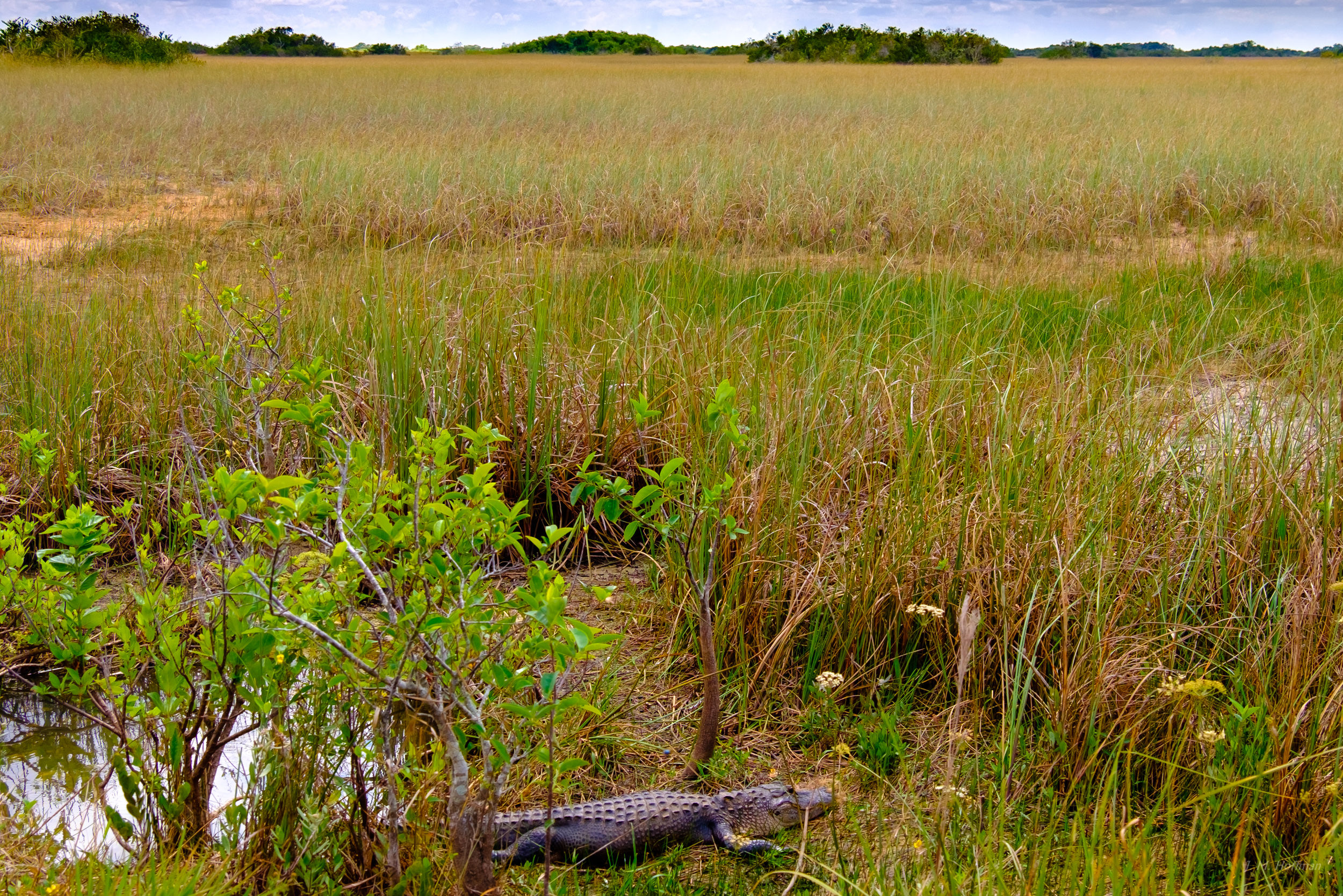 The Tranquility of the Everglades: Everglades, FL