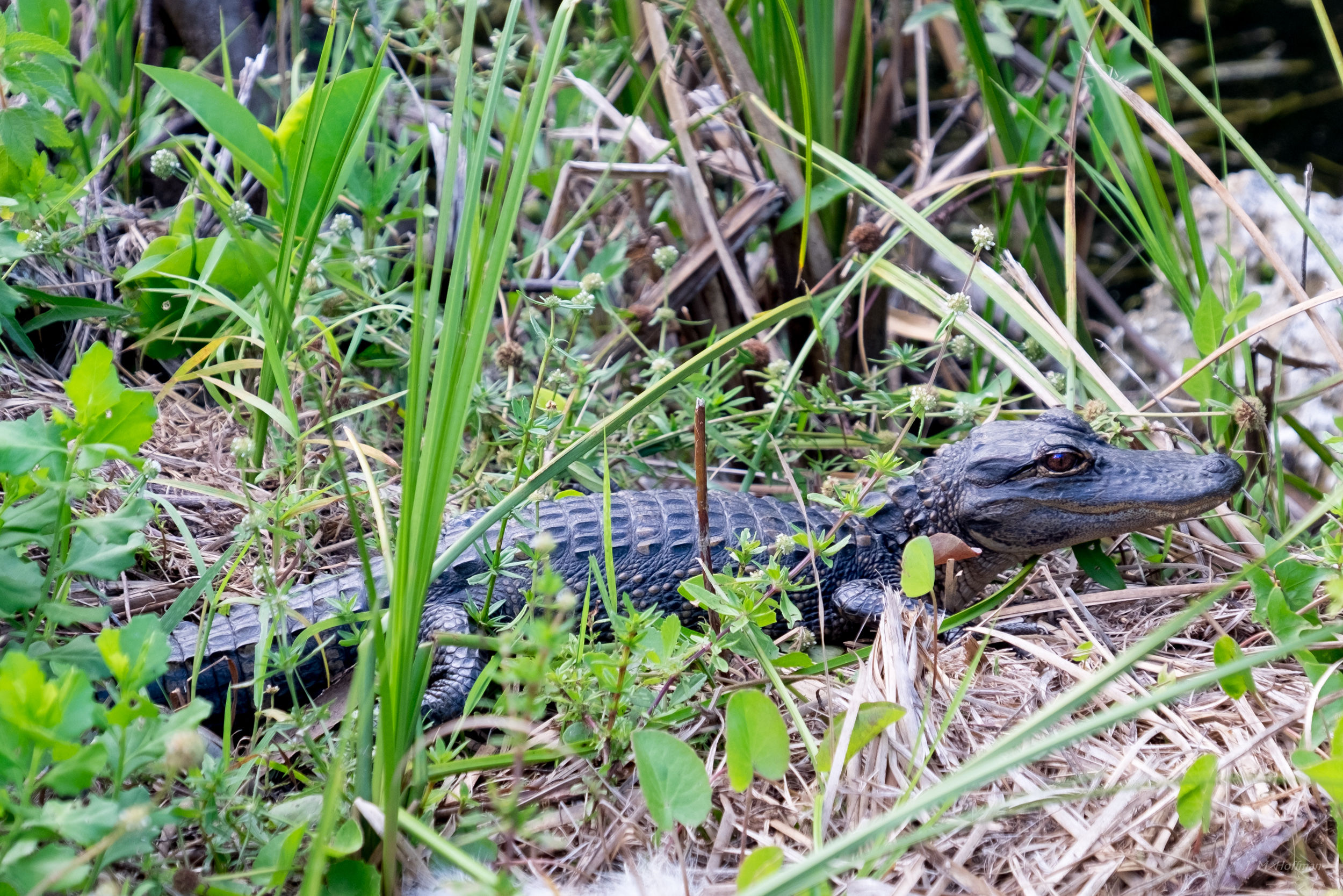 Baby Alligator: Everglades, FL