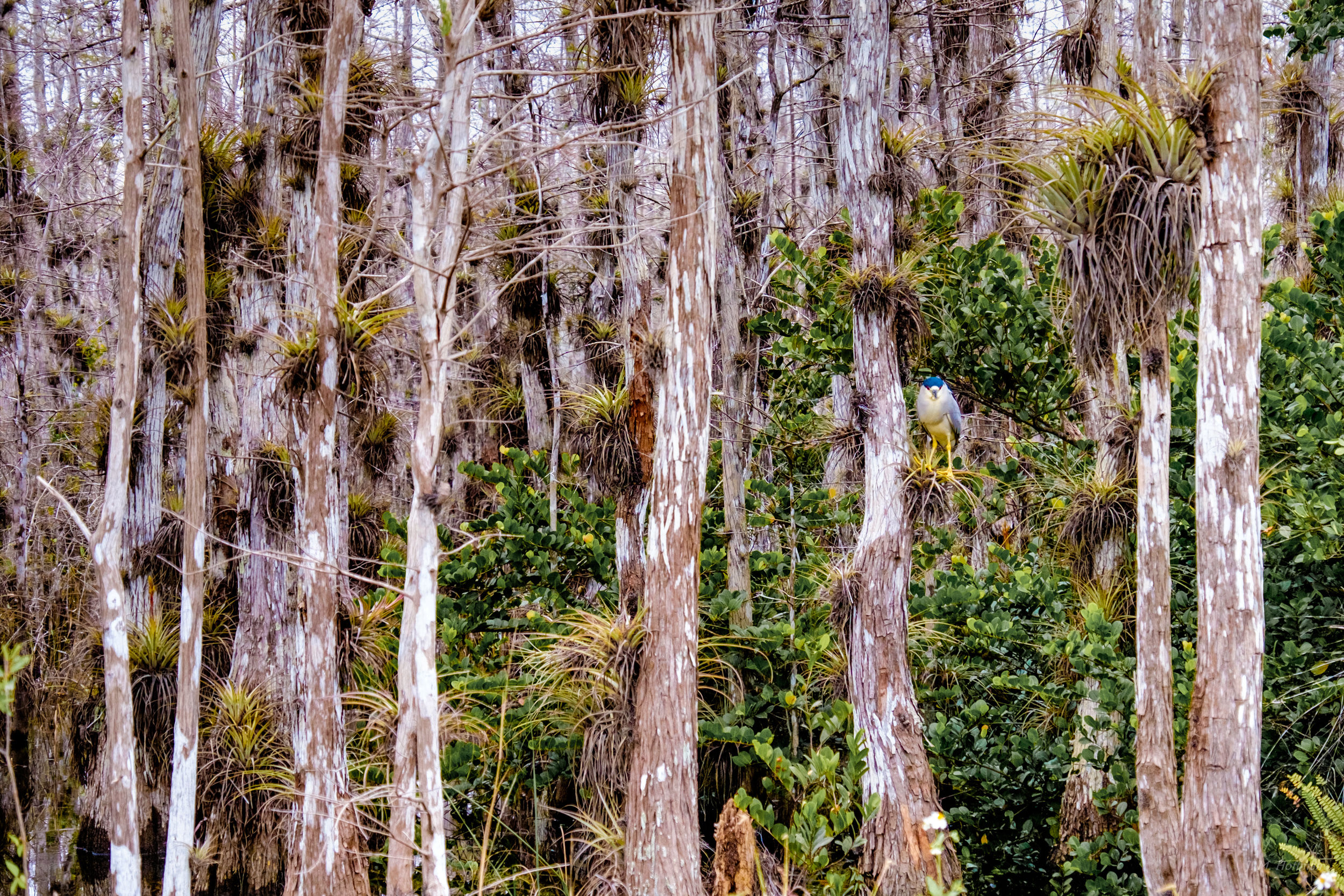 Big Cypress National Preserve: Florida