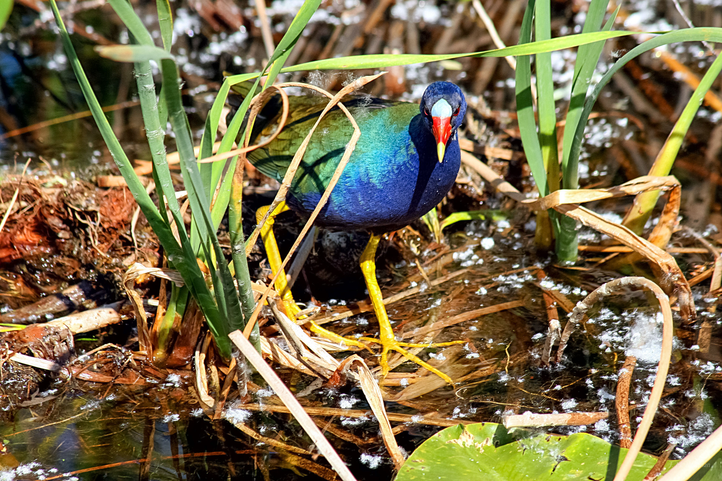 Exotic Purple Gallinule: Everglades, FL