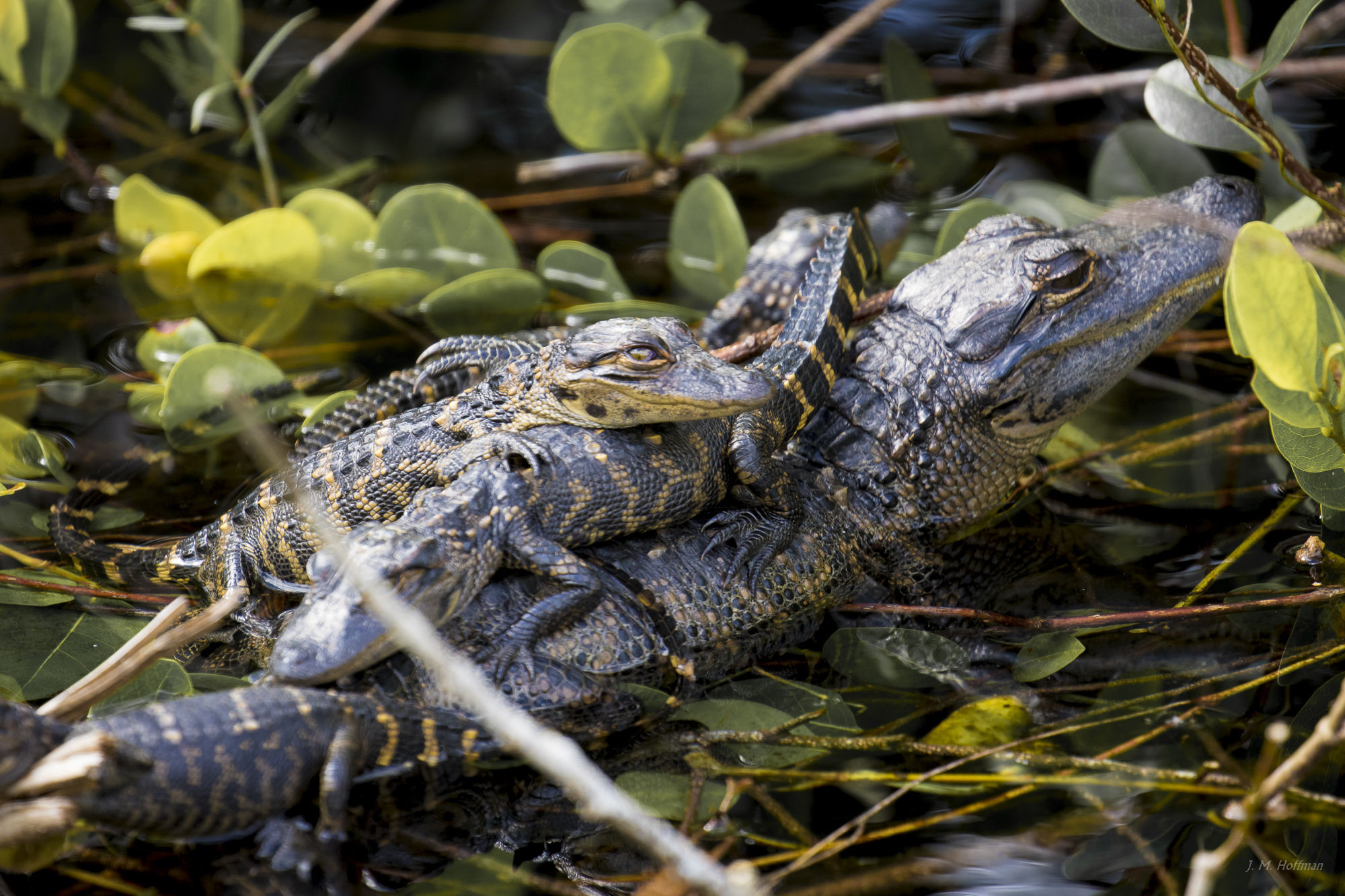 A Close Family of Gators: Everglades, FL