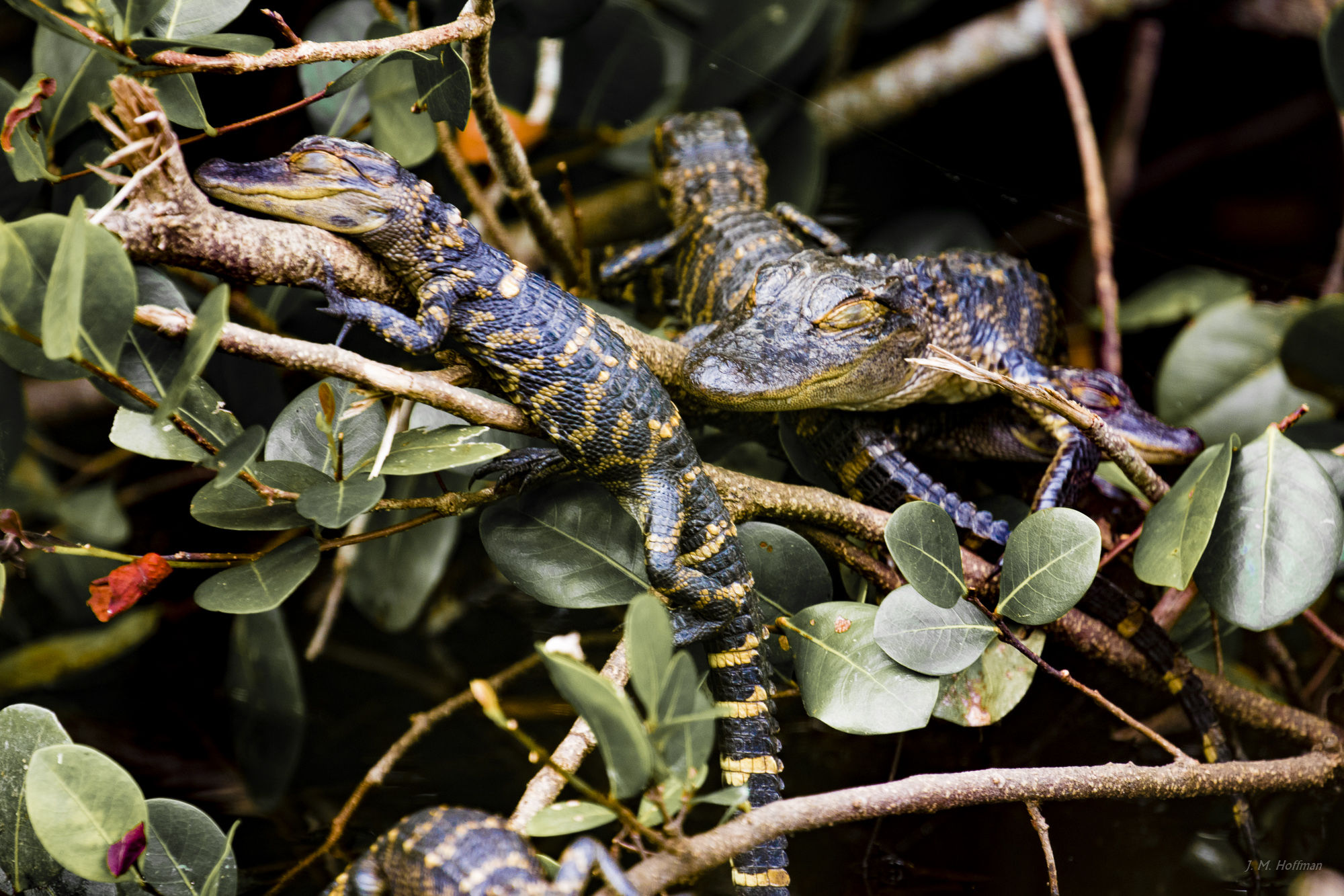 Gators Hanging Out: Everglades, FL