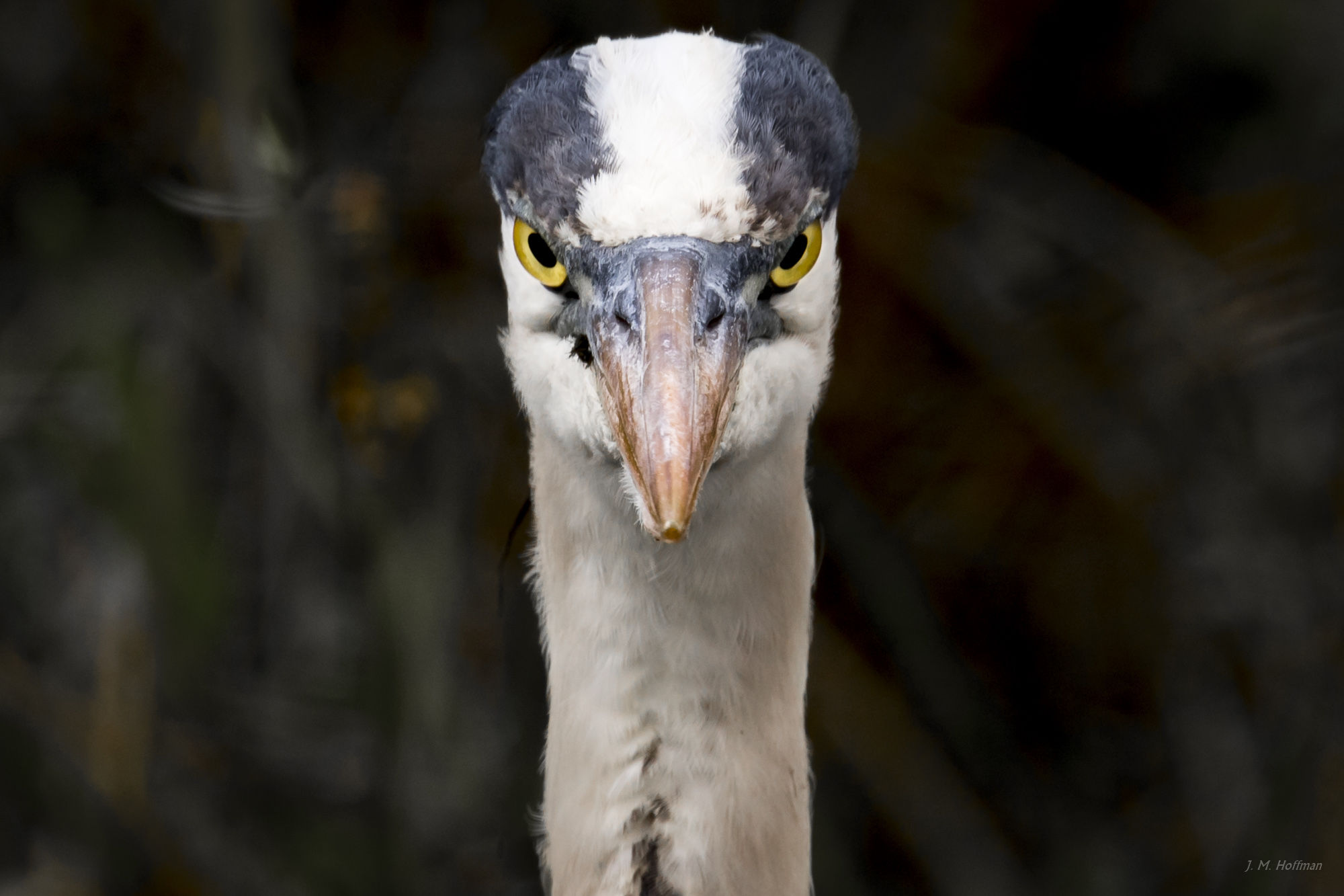 Great Blue Heron Staring You Down: Everglades, FL