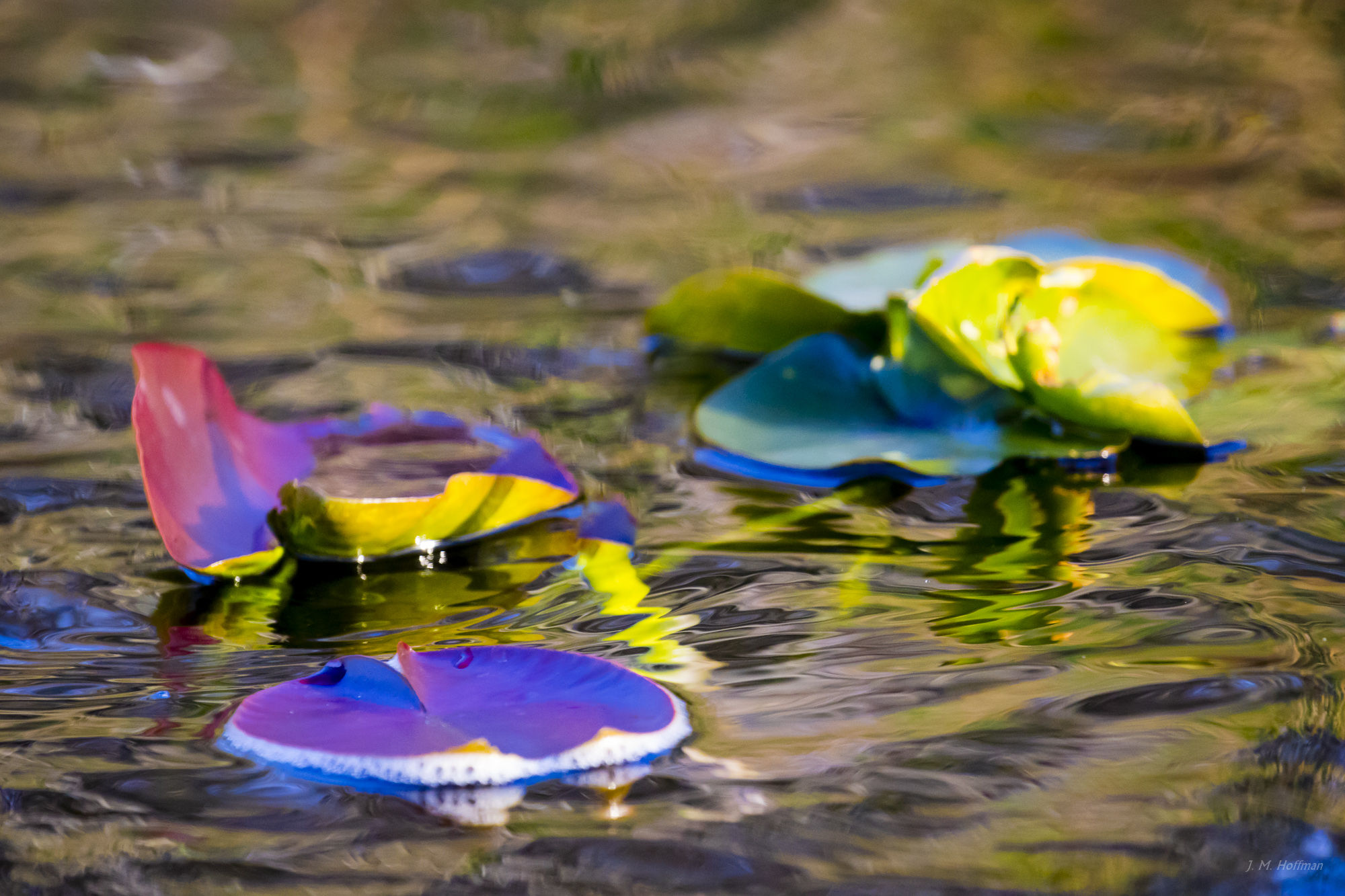 Water Lillies: Everglades, FL