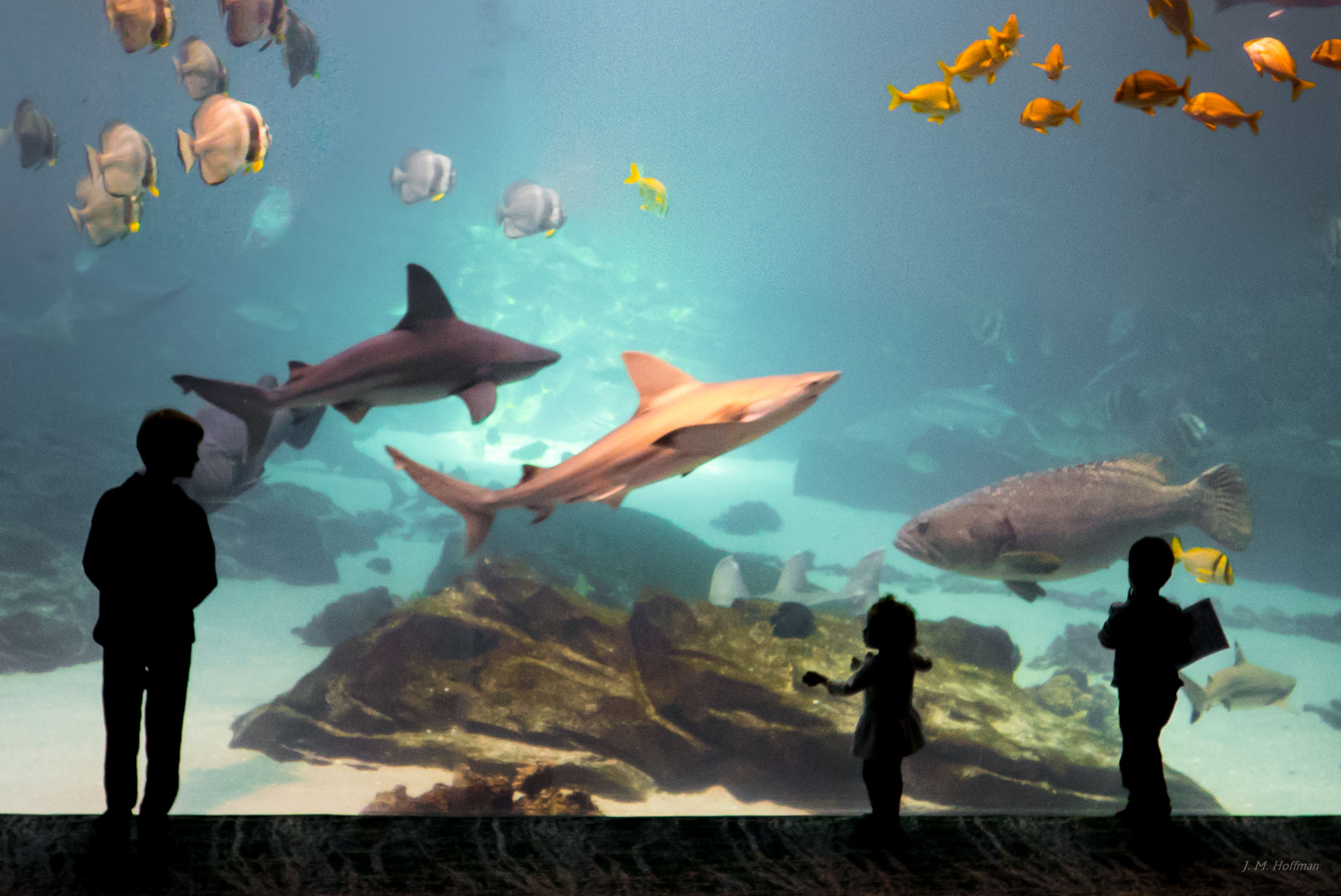 The Utter Otherness of the Underwater World: Georgia Aquarium