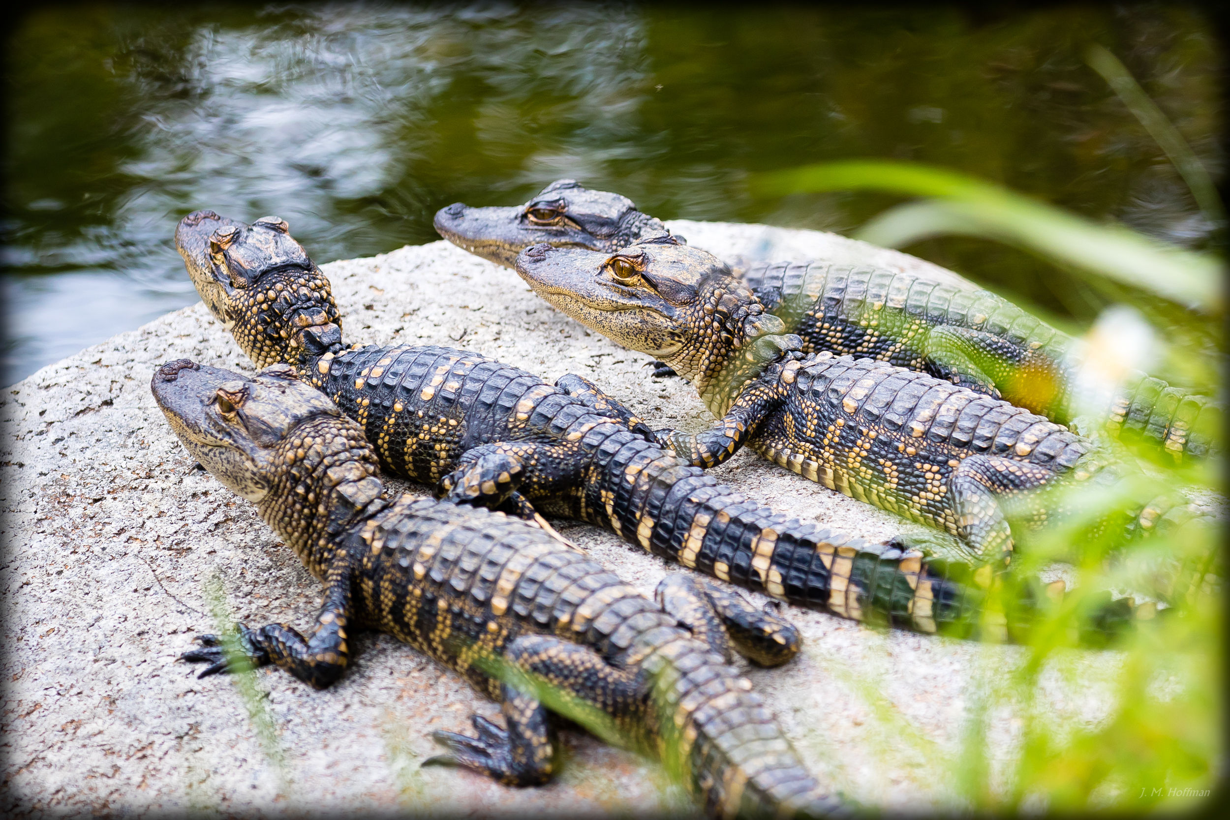 Baby Alligators: Everglades, FL