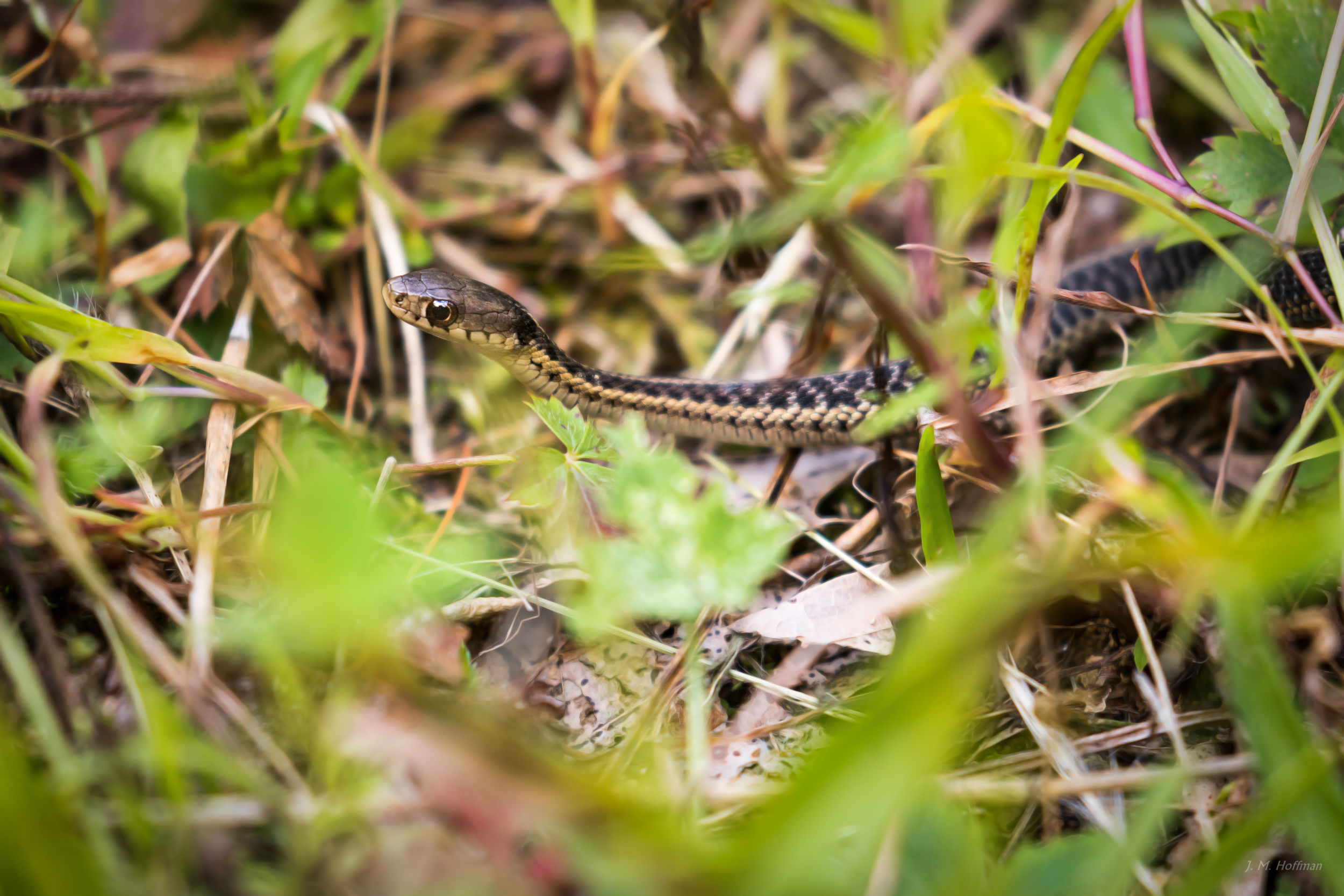 Backyard Baby Snake: Westchester, NY