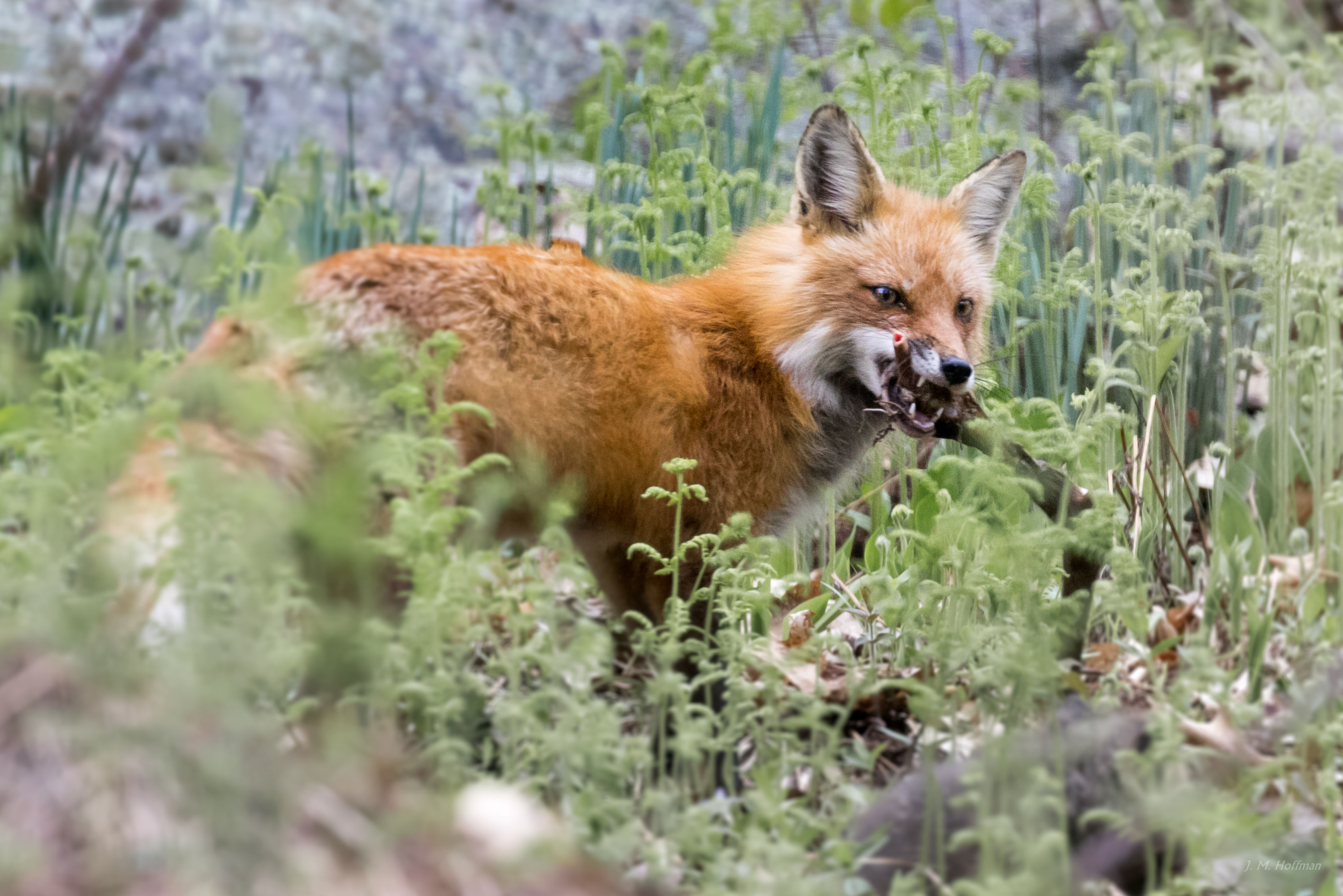 Red Fox With Bone: Westchester, NY