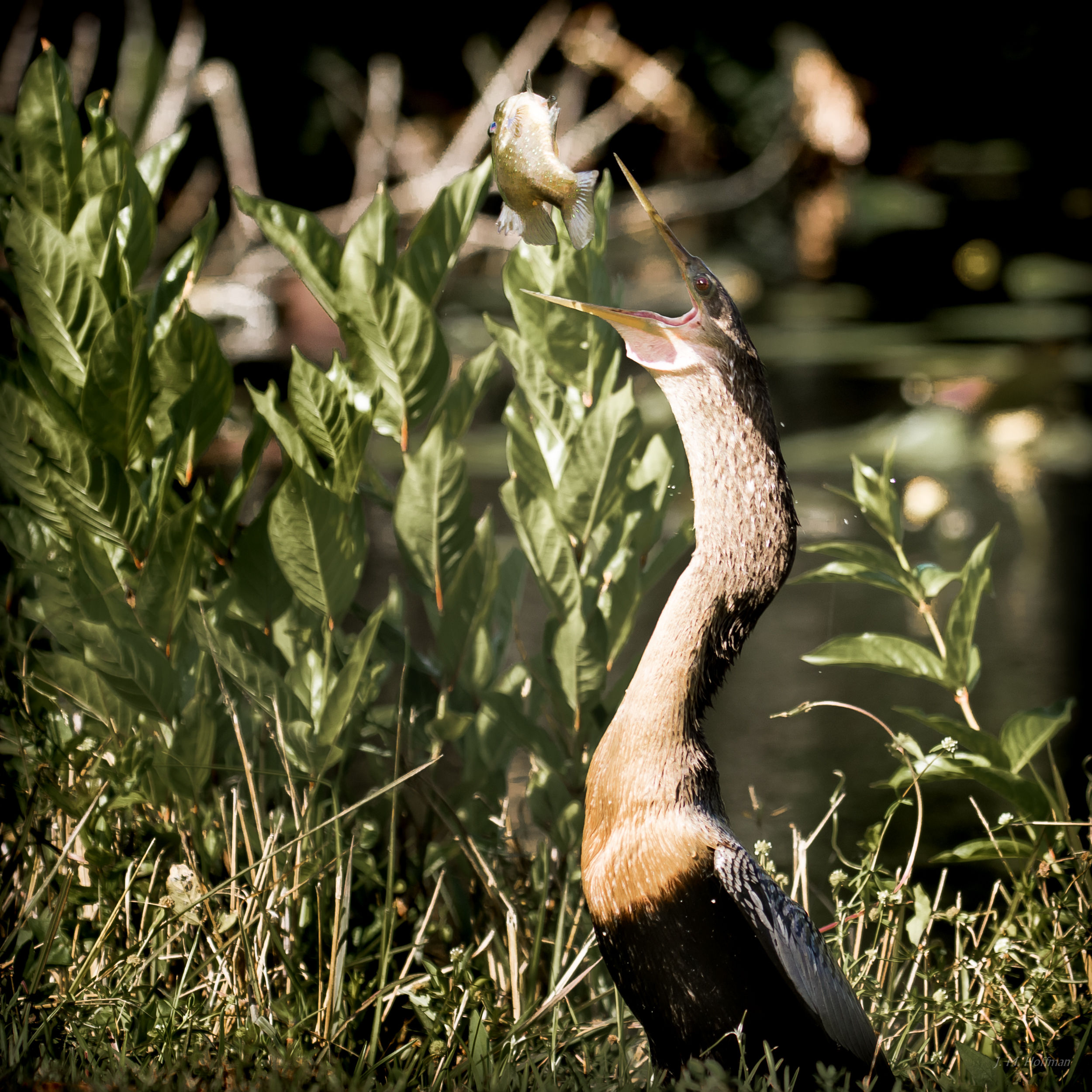 Down the Hatch!: Everglades, FL