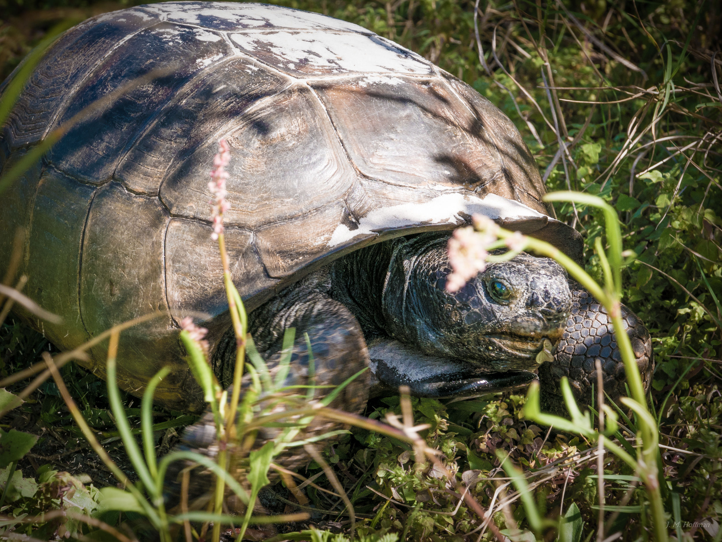 Gopher Tortoise: Little Talbot Island, FL