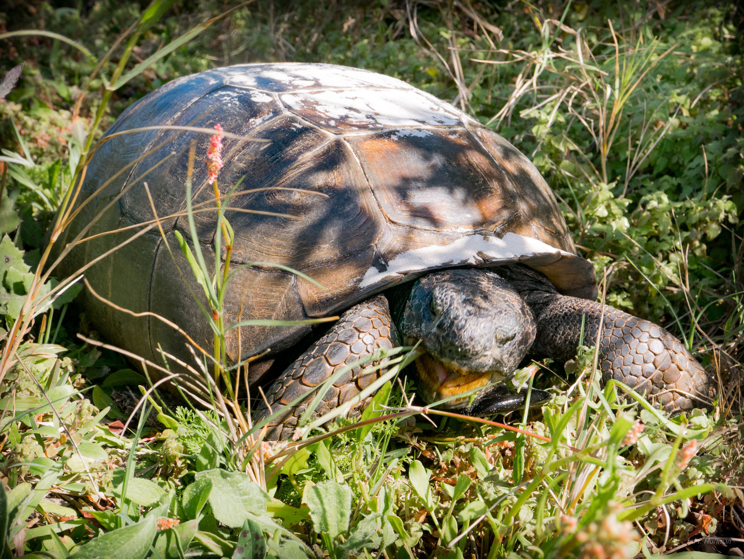 Gopher Tortoise Pretending to be a Monster: Little Talbot Island, FL