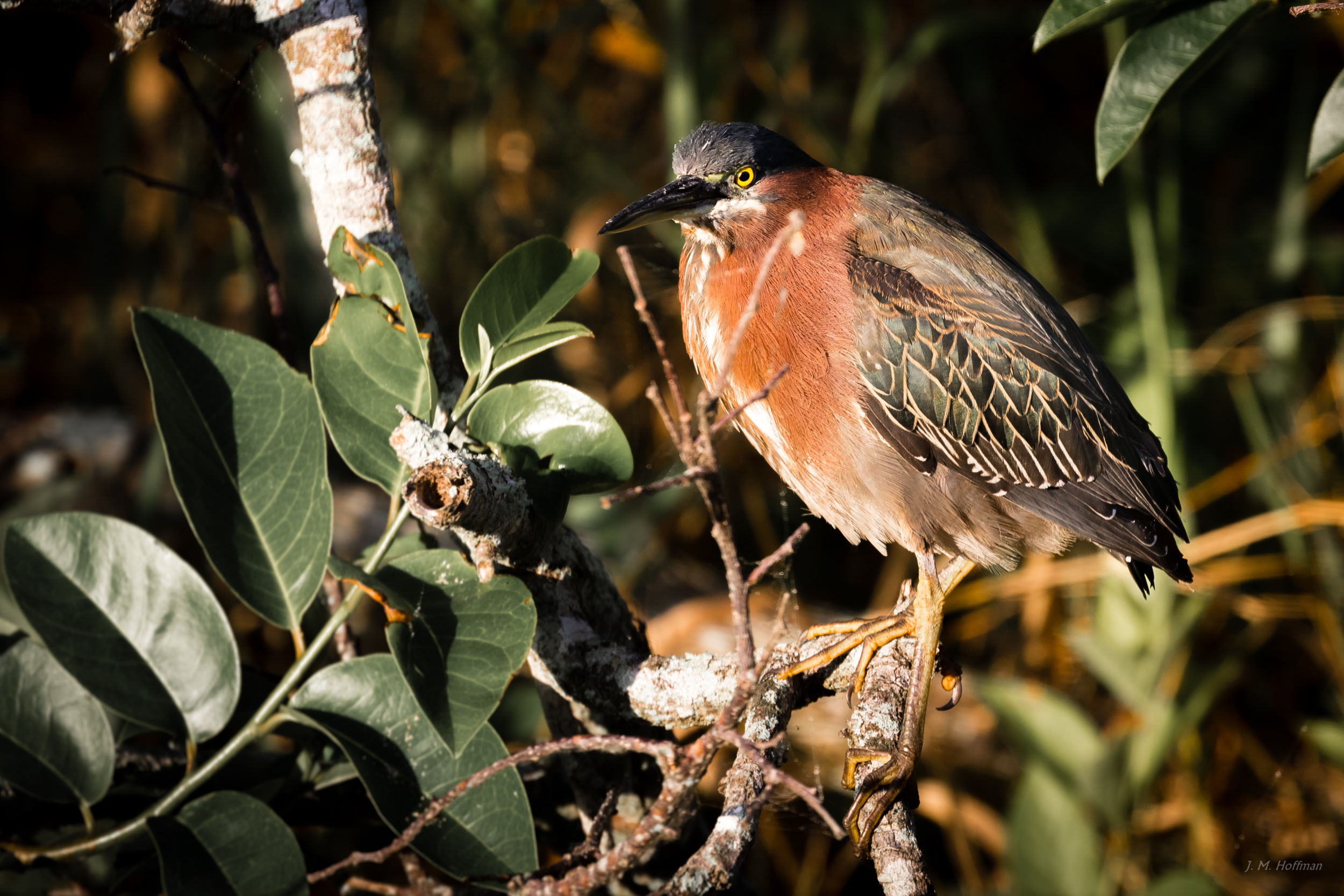 Green Heron in Situ: Everglades, FL