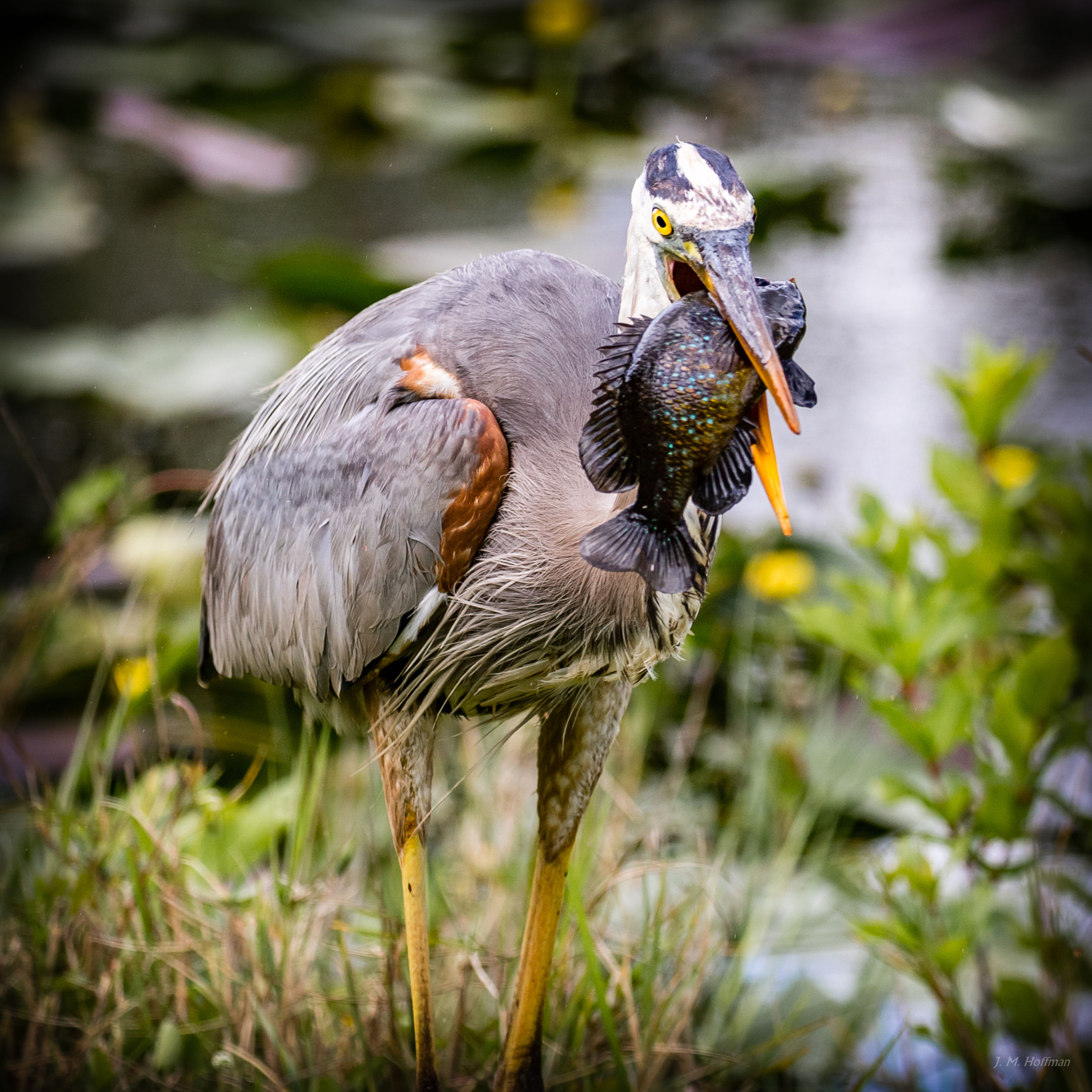 Heron Enjoying Lunch in the Everglades: Everglades, FL