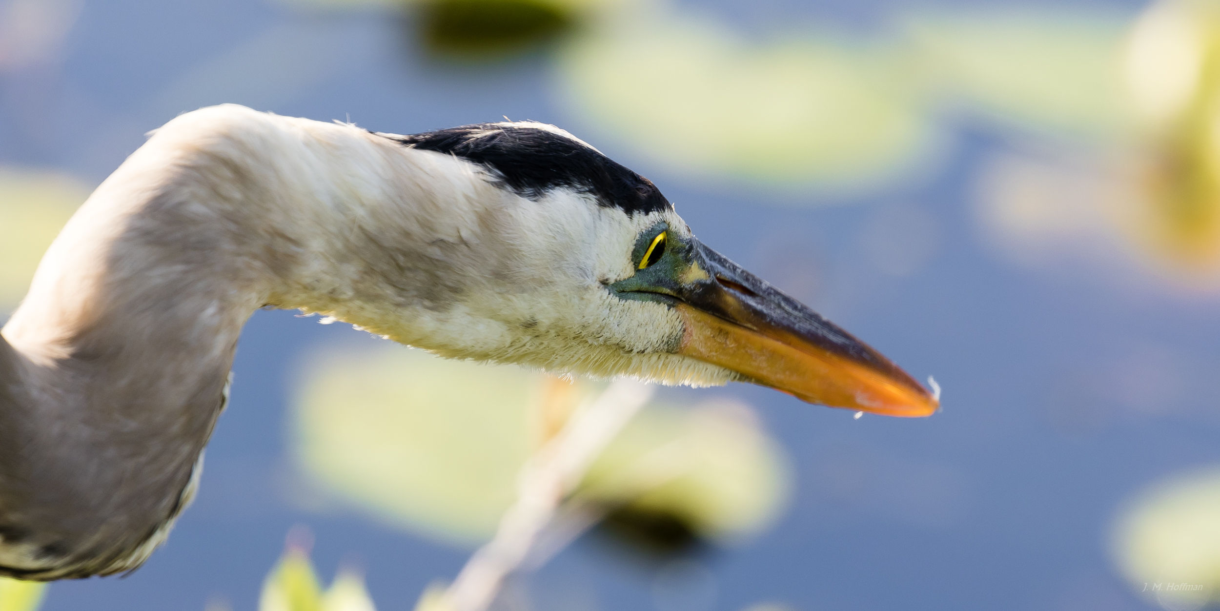 Heron's Gaze: Everglades, FL