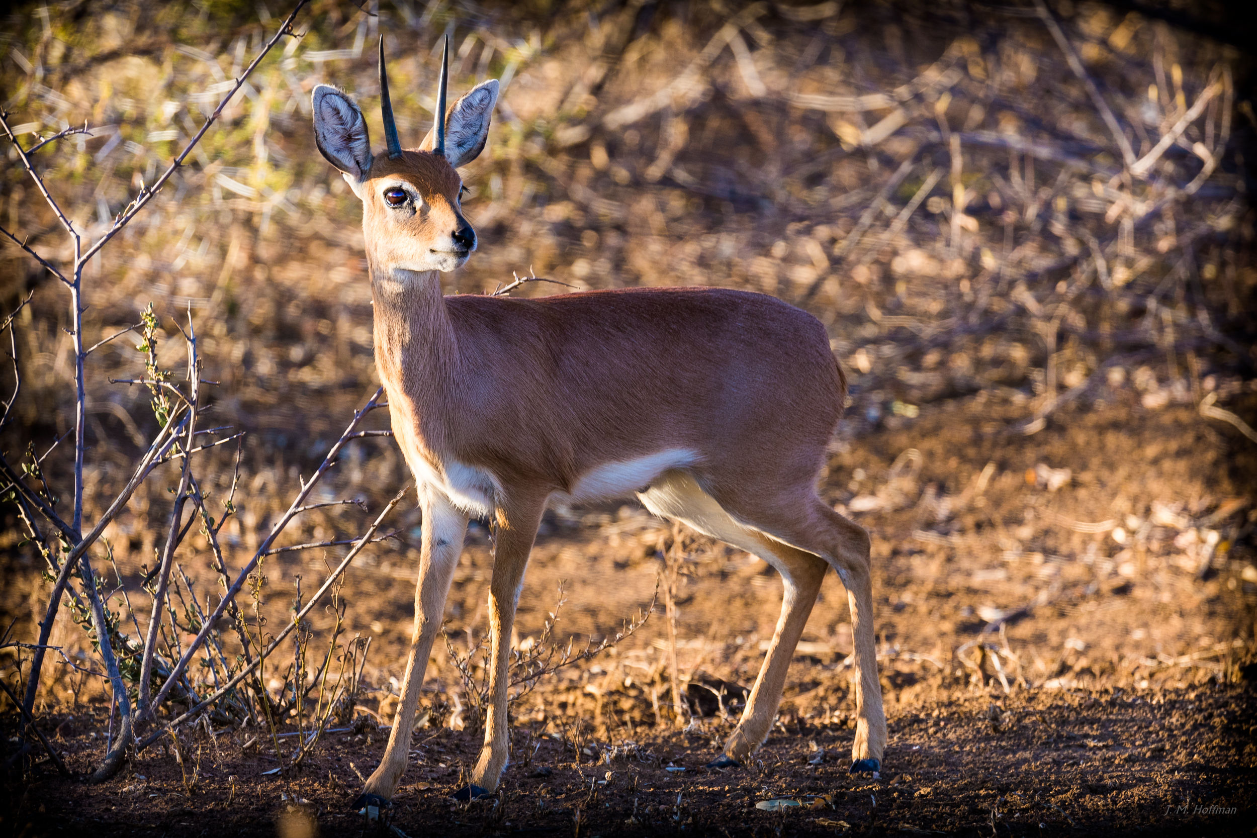 Steenbok: The Pilanesberg, South Africa