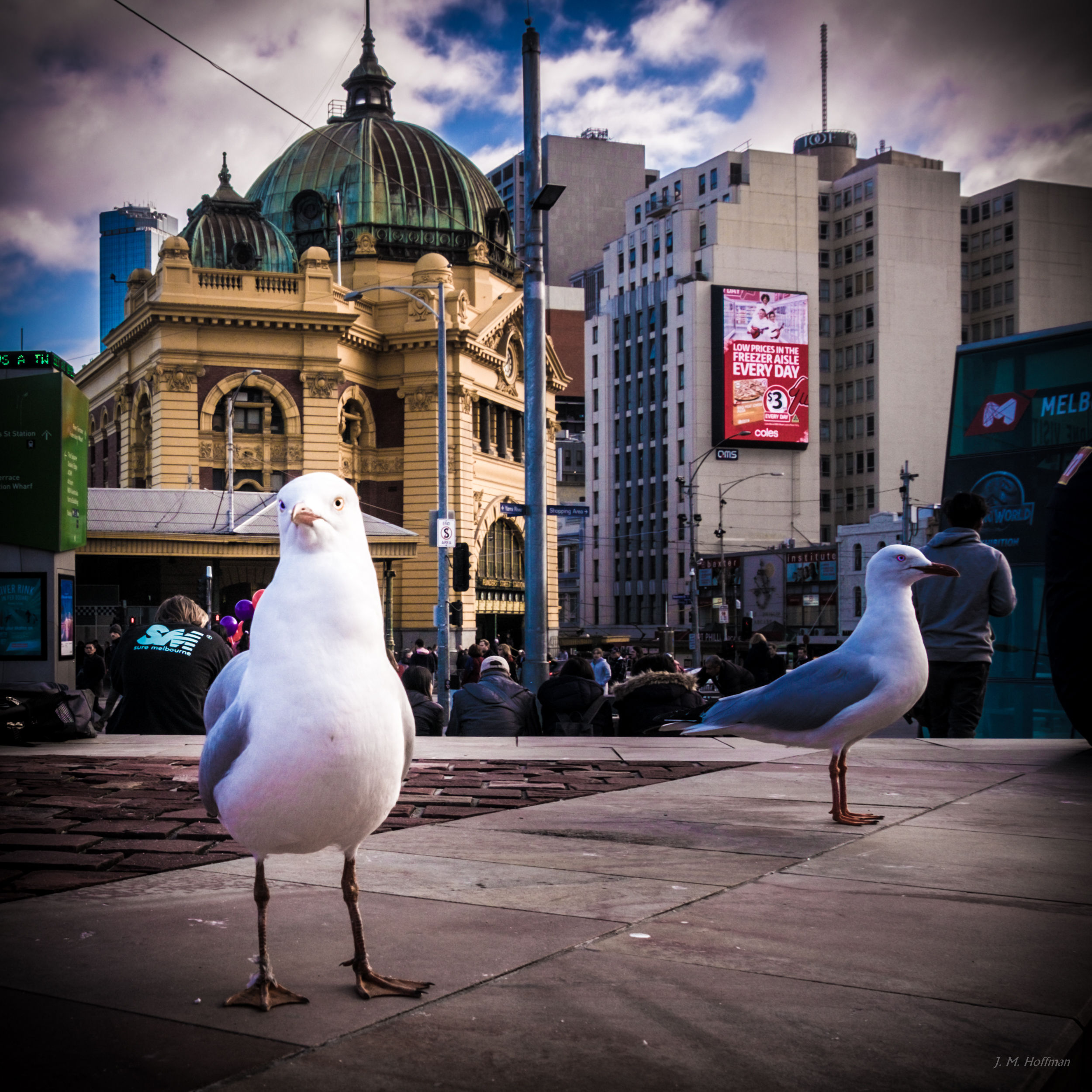 Birds Guard Federation Square in Downtown Melbourne: Melbourne, Australia