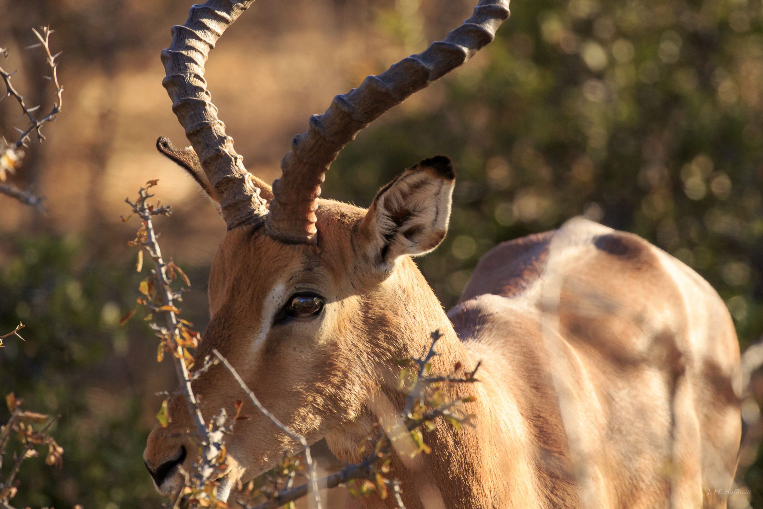 Close up of an African Antelope: The Pilanesberg, South Afirca