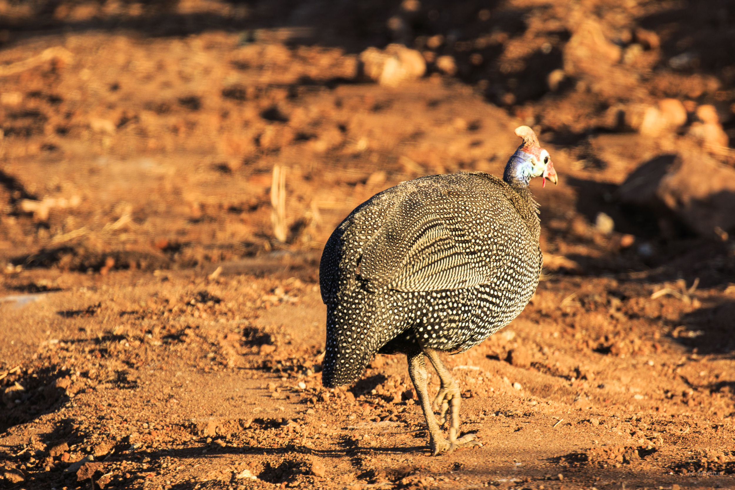 Africa Bird Whose Name I Forget: The Pilanesberg, South Afirca