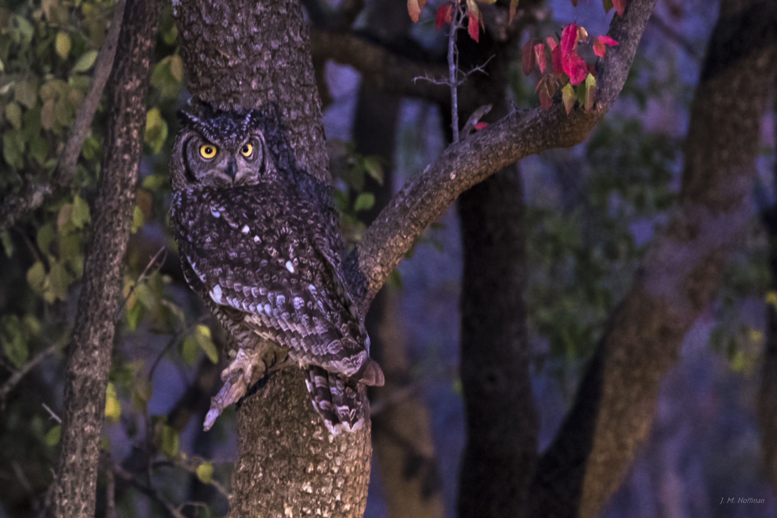African Owl: The Pilanesberg, South Afirca