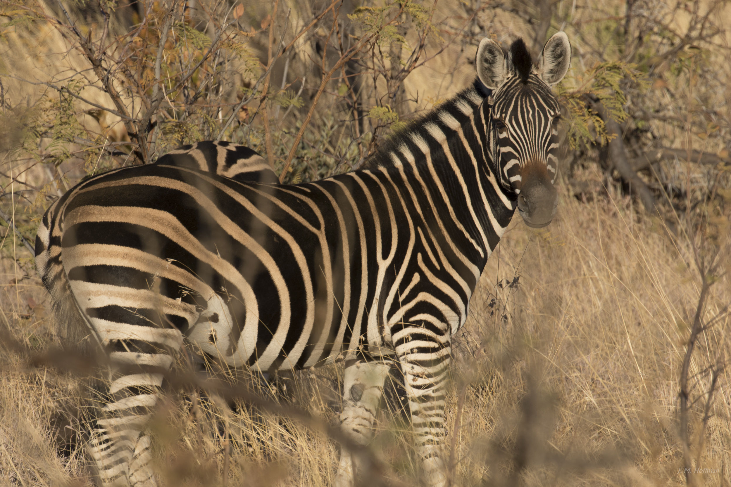 Zebra in the Bush: The Pilanesberg, South Afirca