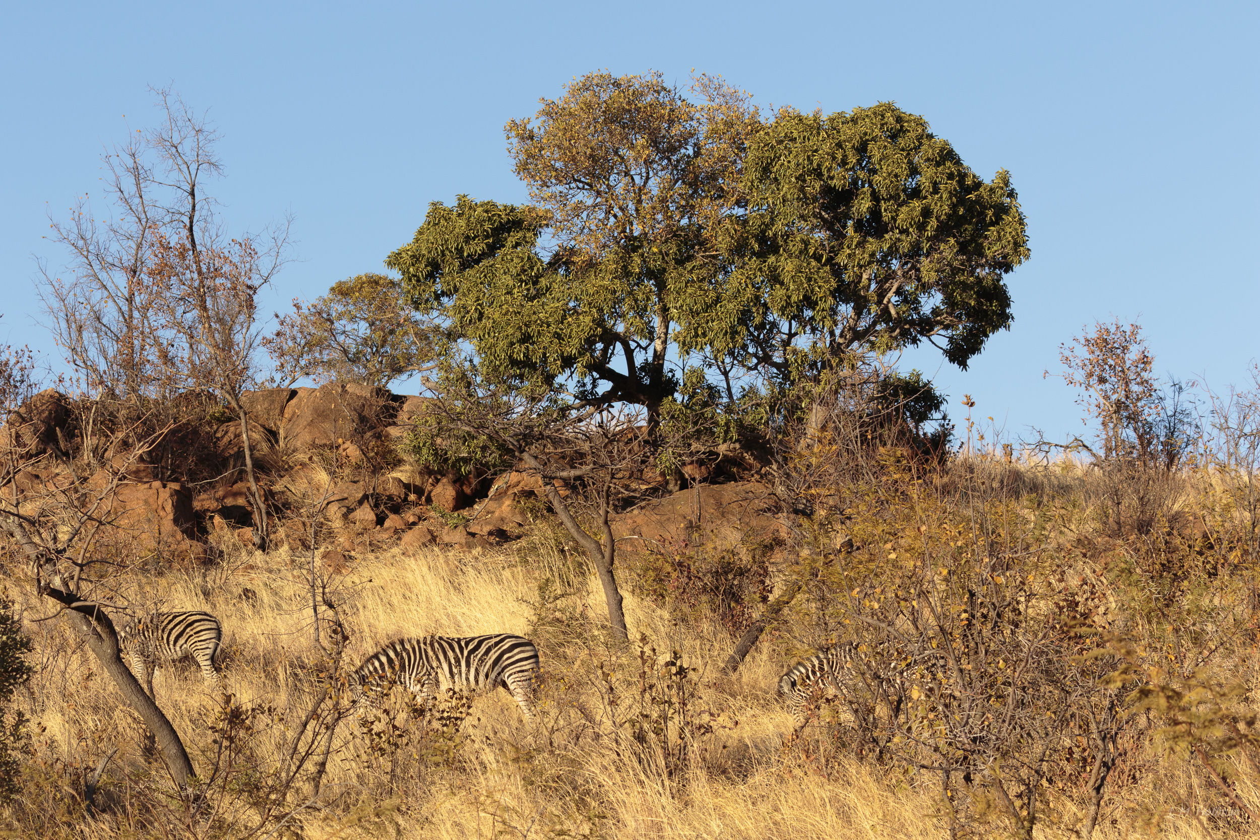 Zebras in the Bush: The Pilanesberg, South Afirca
