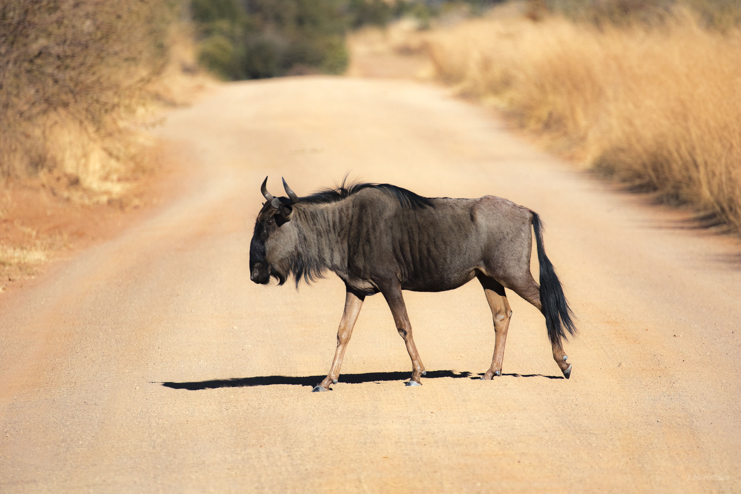 Why did the wildebeest cross the road?: The Pilanesberg, South Afirca
