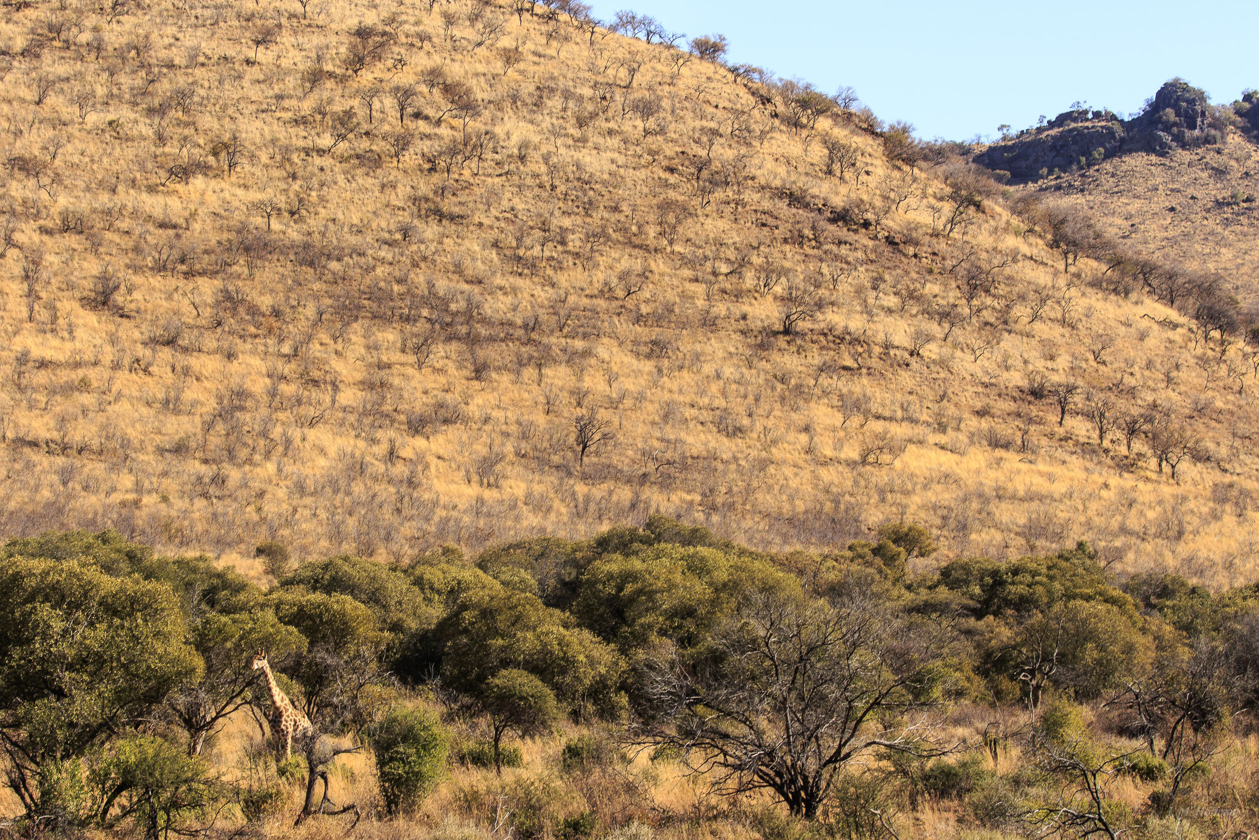 Even a tall giraffe can look tiny in the Pilanesberg: The Pilanesberg, South Afirca