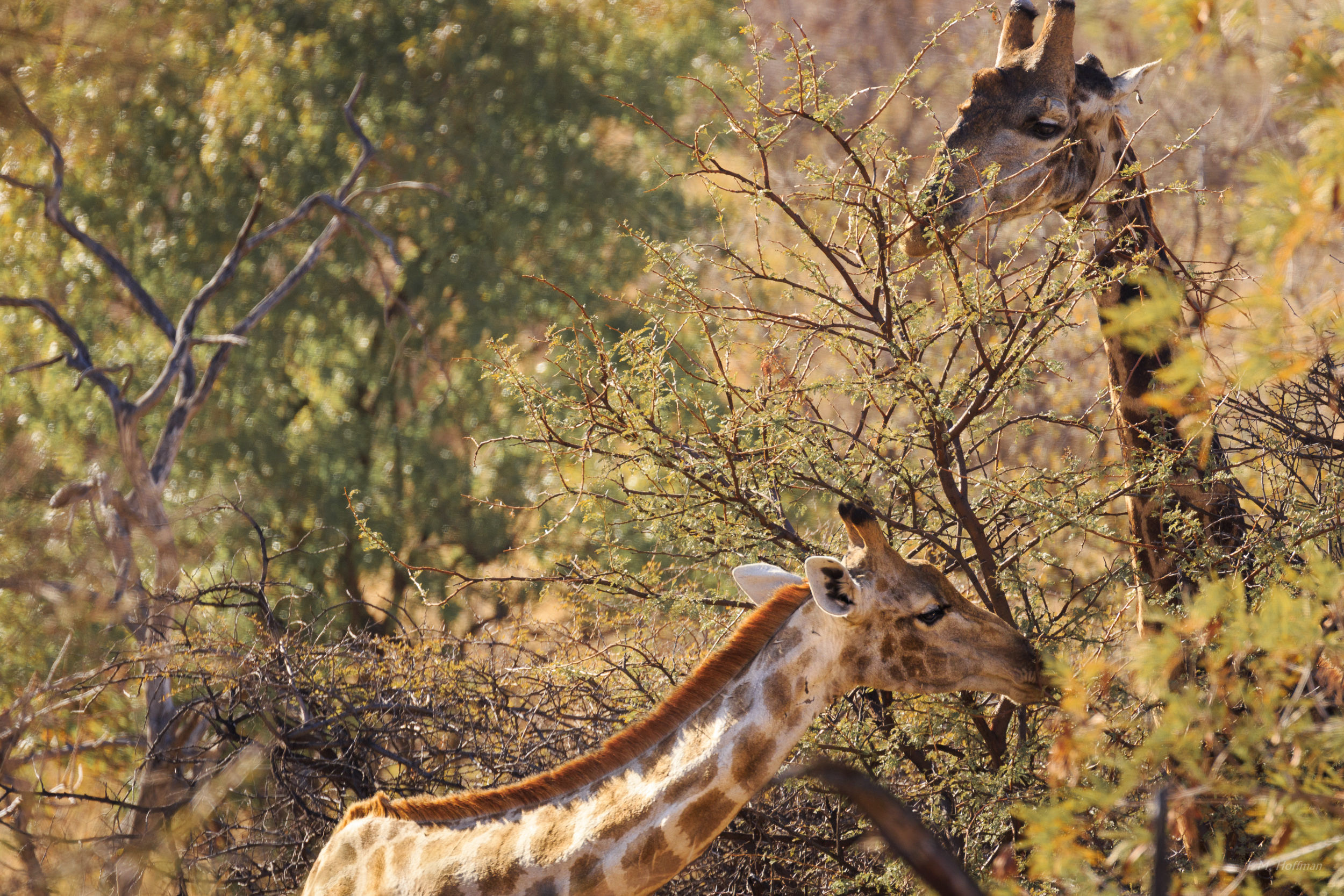 Giraffes snacking: The Pilanesberg, South Afirca