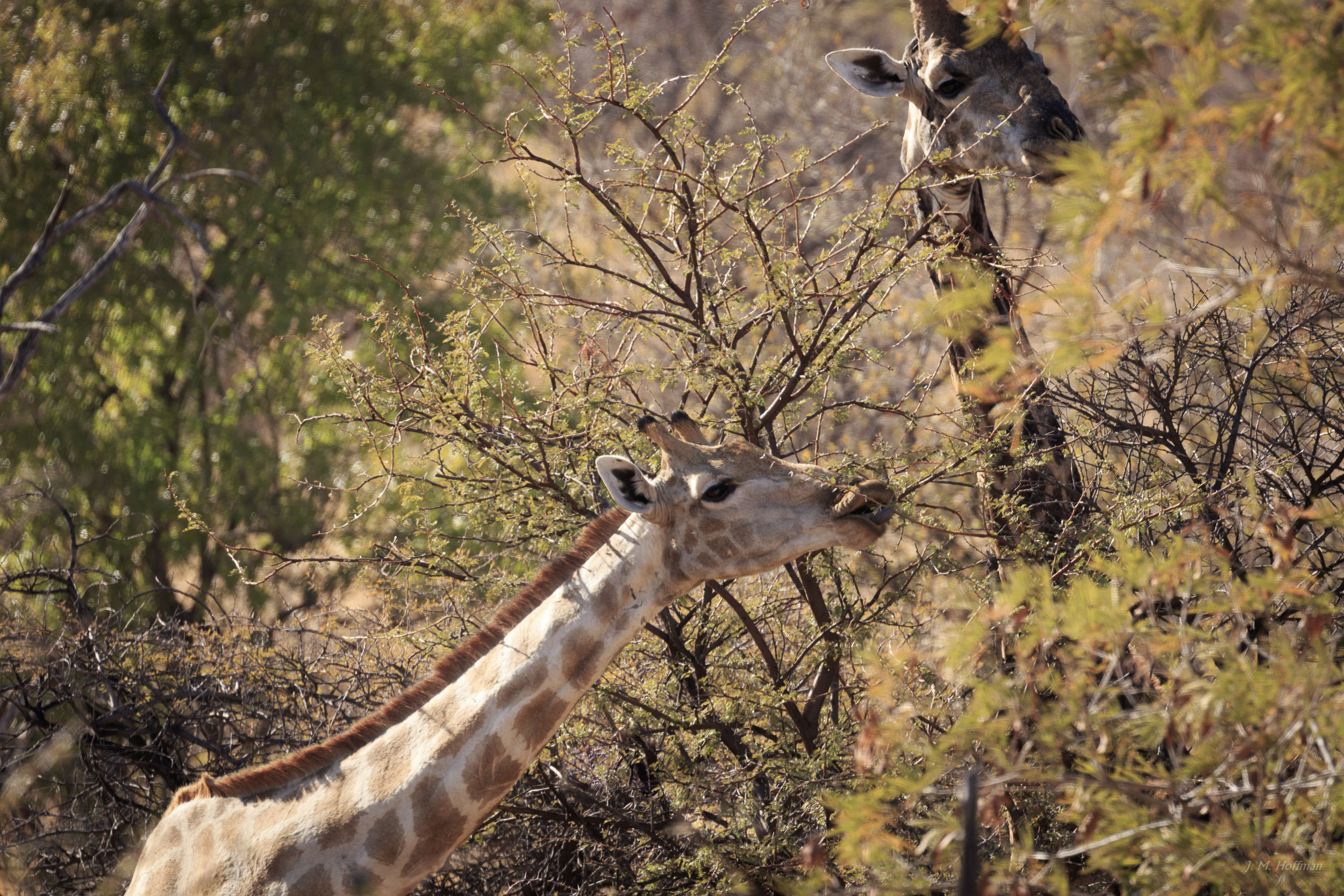 More giraffes snacking: The Pilanesberg, South Afirca