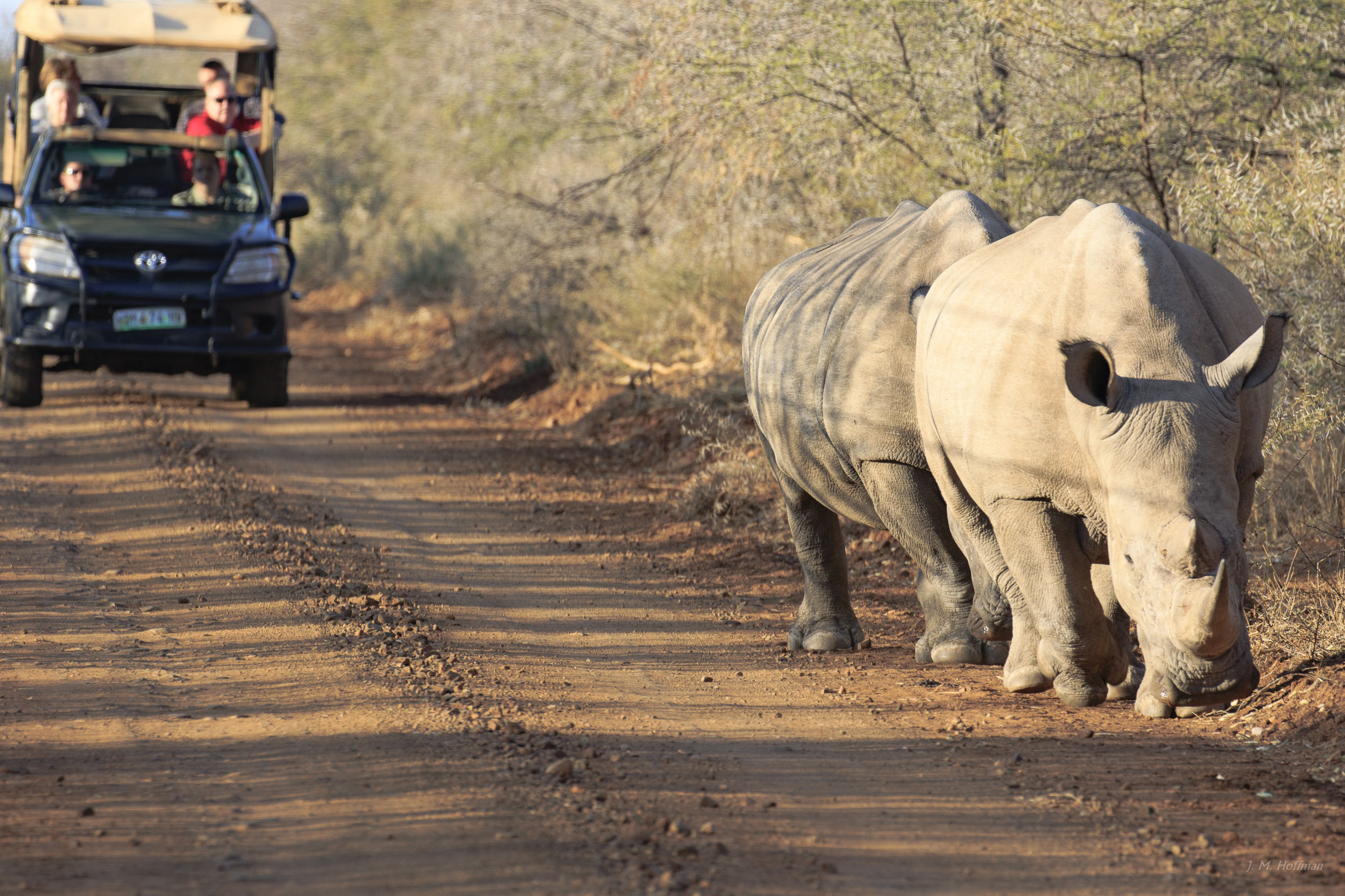 We go where the rhinos go: The Pilanesberg, South Afirca