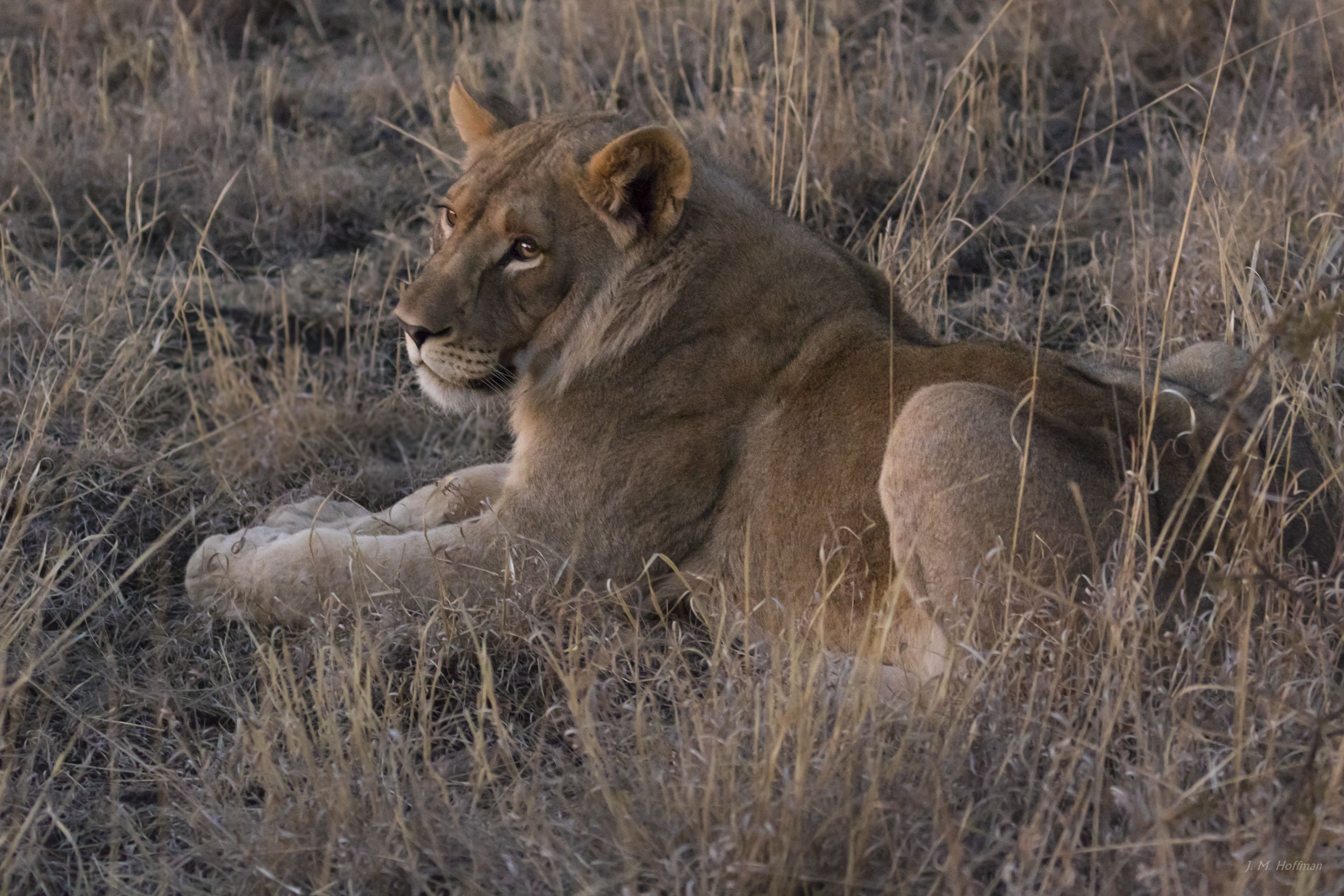 Lion at dusk: The Pilanesberg, South Afirca