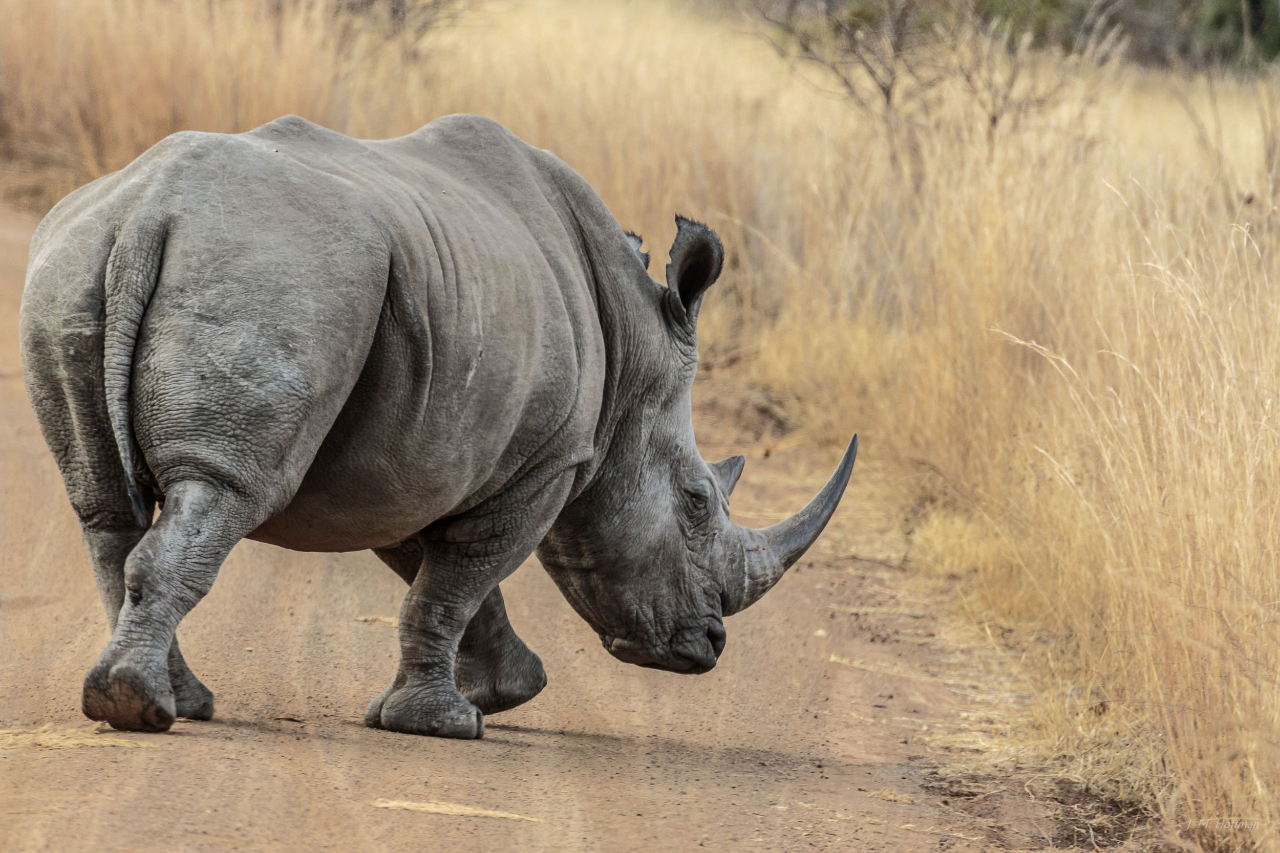 Rhino on the road: The Pilanesberg, South Afirca