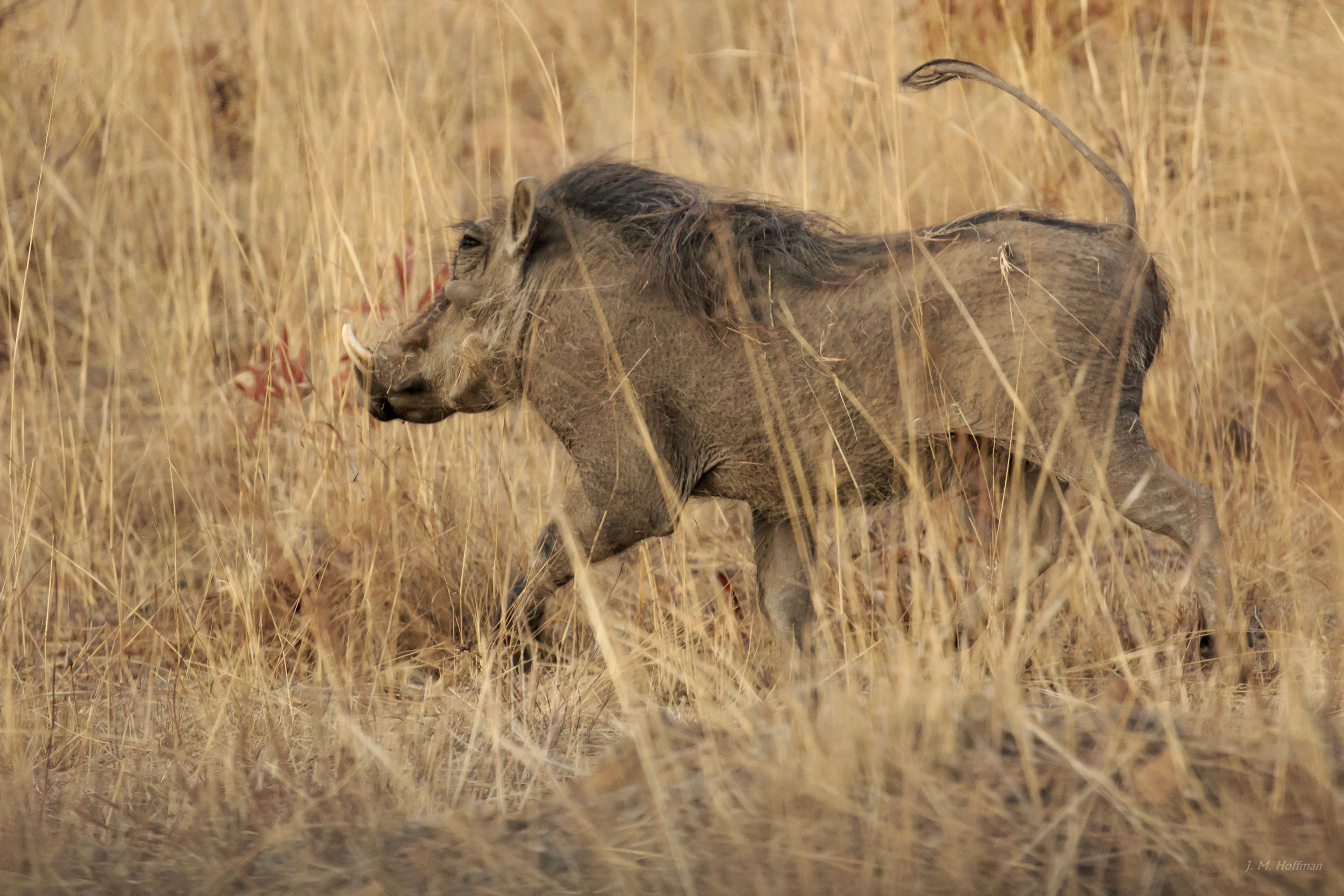 Warthog in the Bush: The Pilanesberg, South Afirca