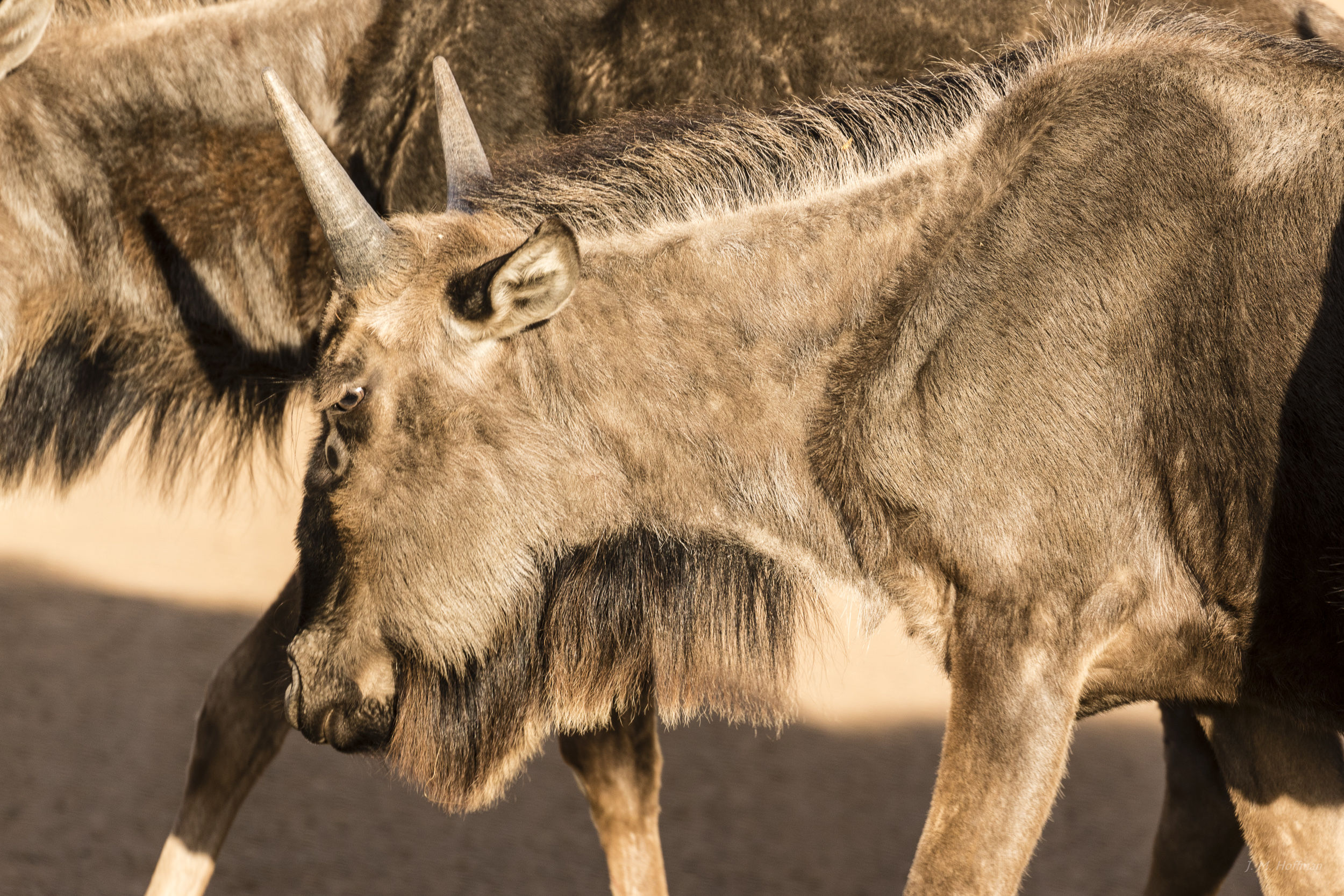 Wildebeeste in Africa: The Pilanesberg, South Afirca