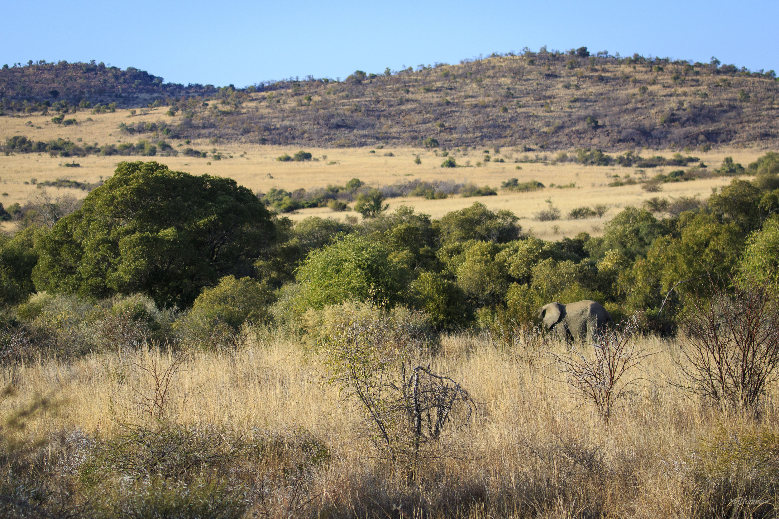Elephant blending in to the African landscape: The Pilanesberg, South Afirca