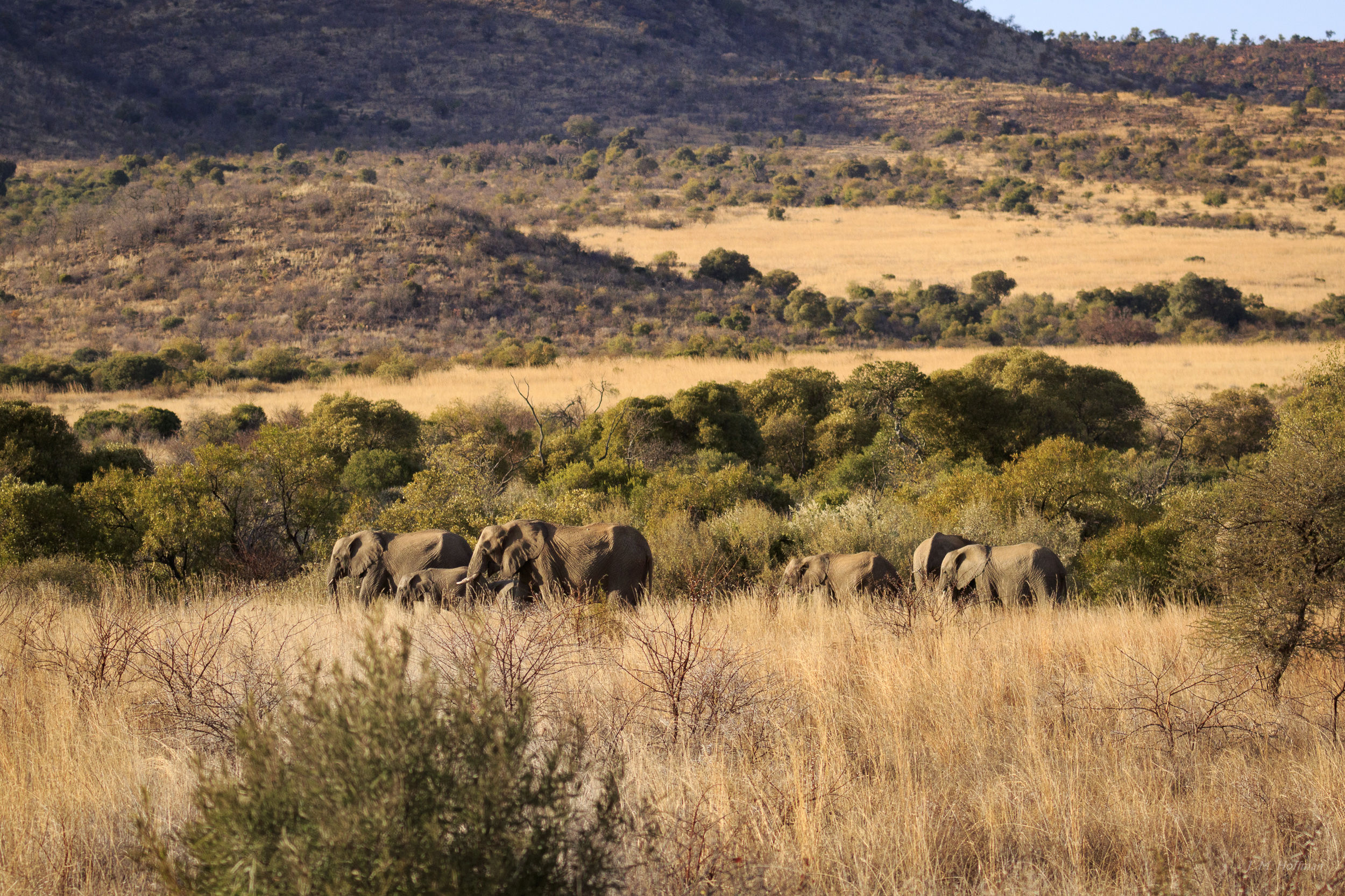 Elephants blending in to the African landscape: The Pilanesberg, South Afirca