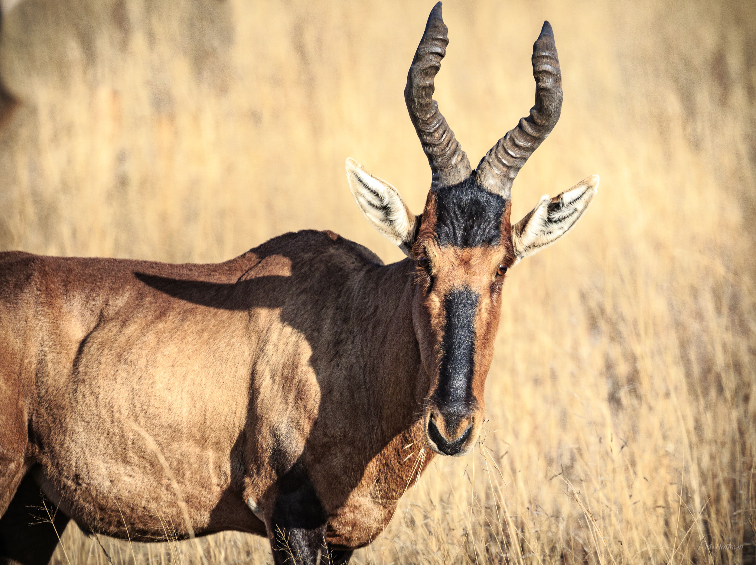 Red hartebeest checking you out: The Pilanesberg, South Afirca