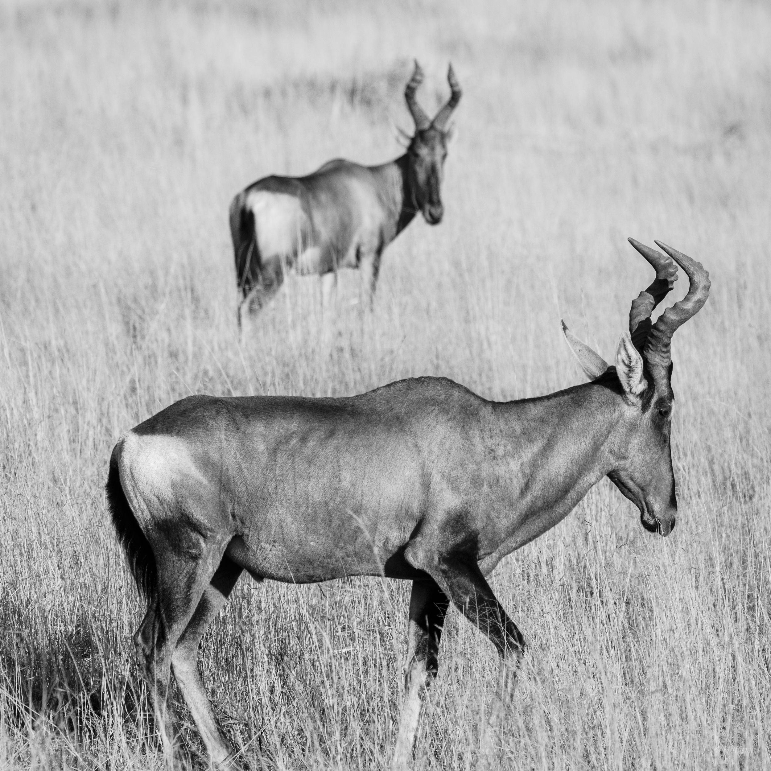 Red hartebeeste in black and white: The Pilanesberg, South Afirca