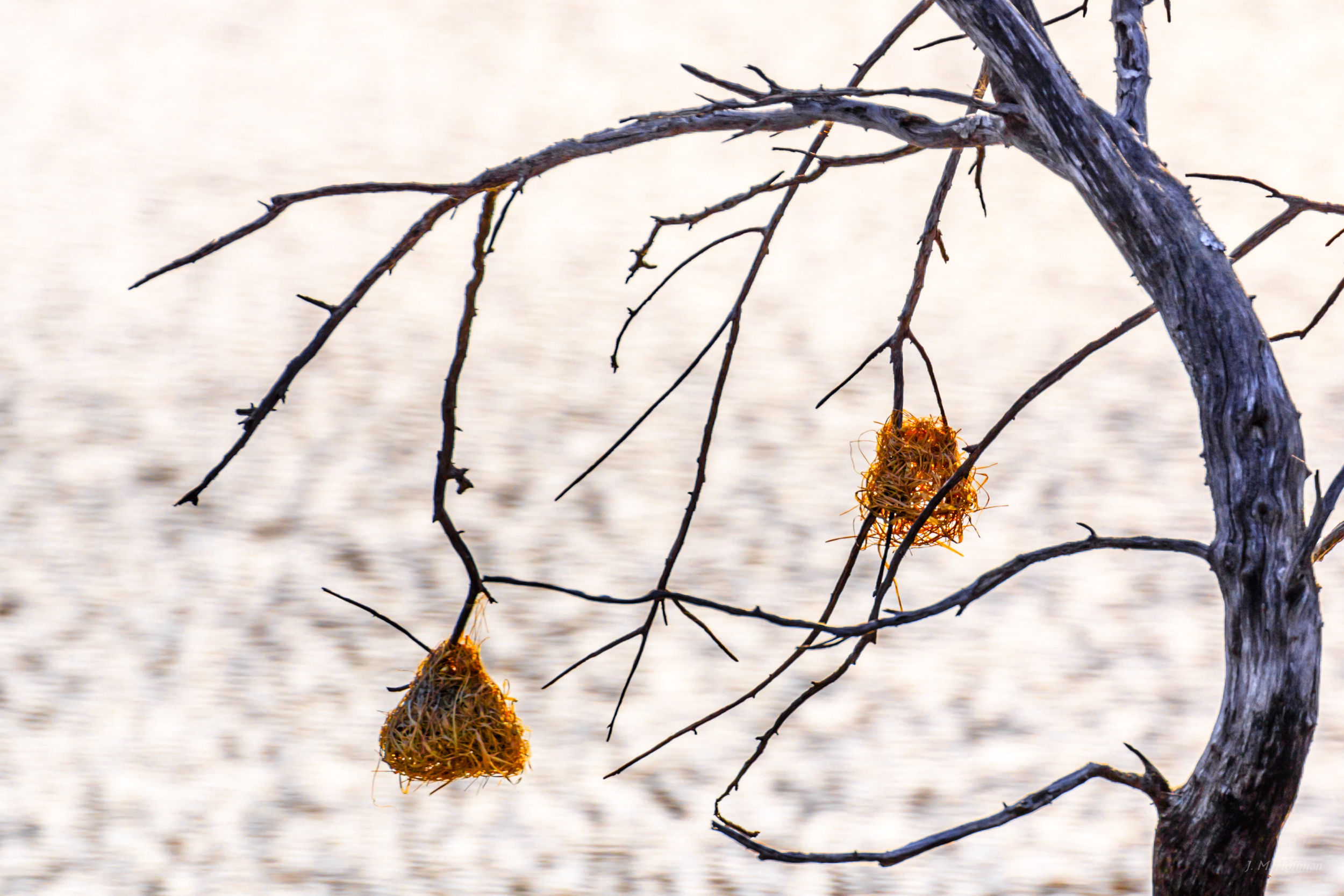 Empty nests: The Pilanesberg, South Afirca