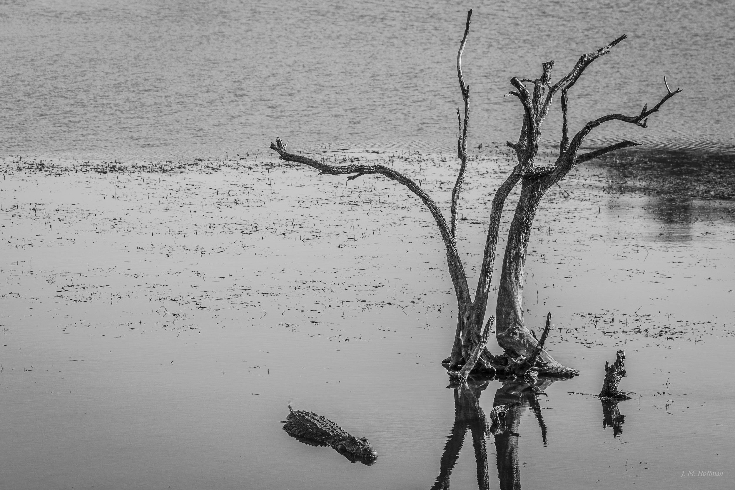 Crocodile in Africa: The Pilanesberg, South Afirca