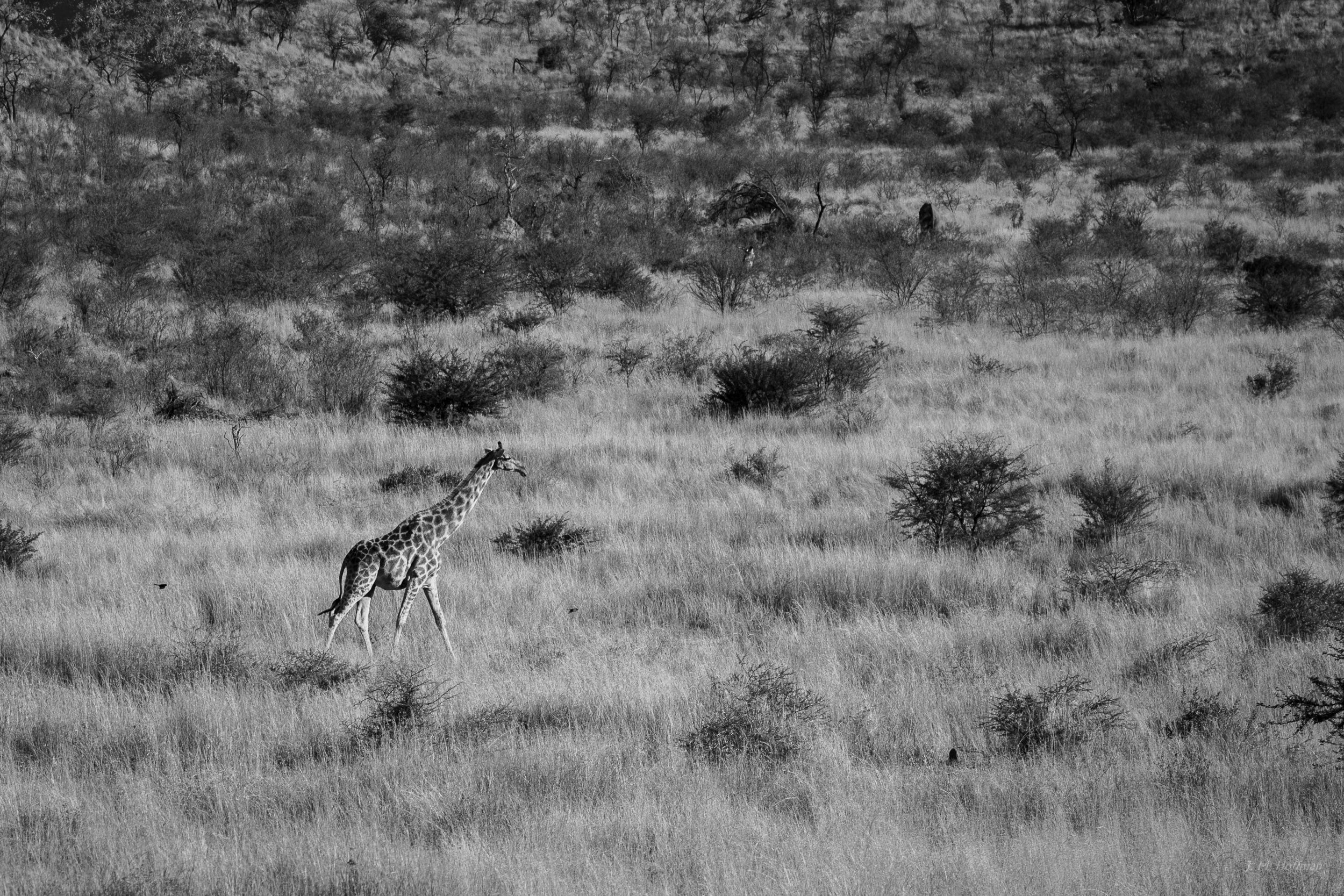 Giraffe striding across the Pilanesberg: The Pilanesberg, South Afirca