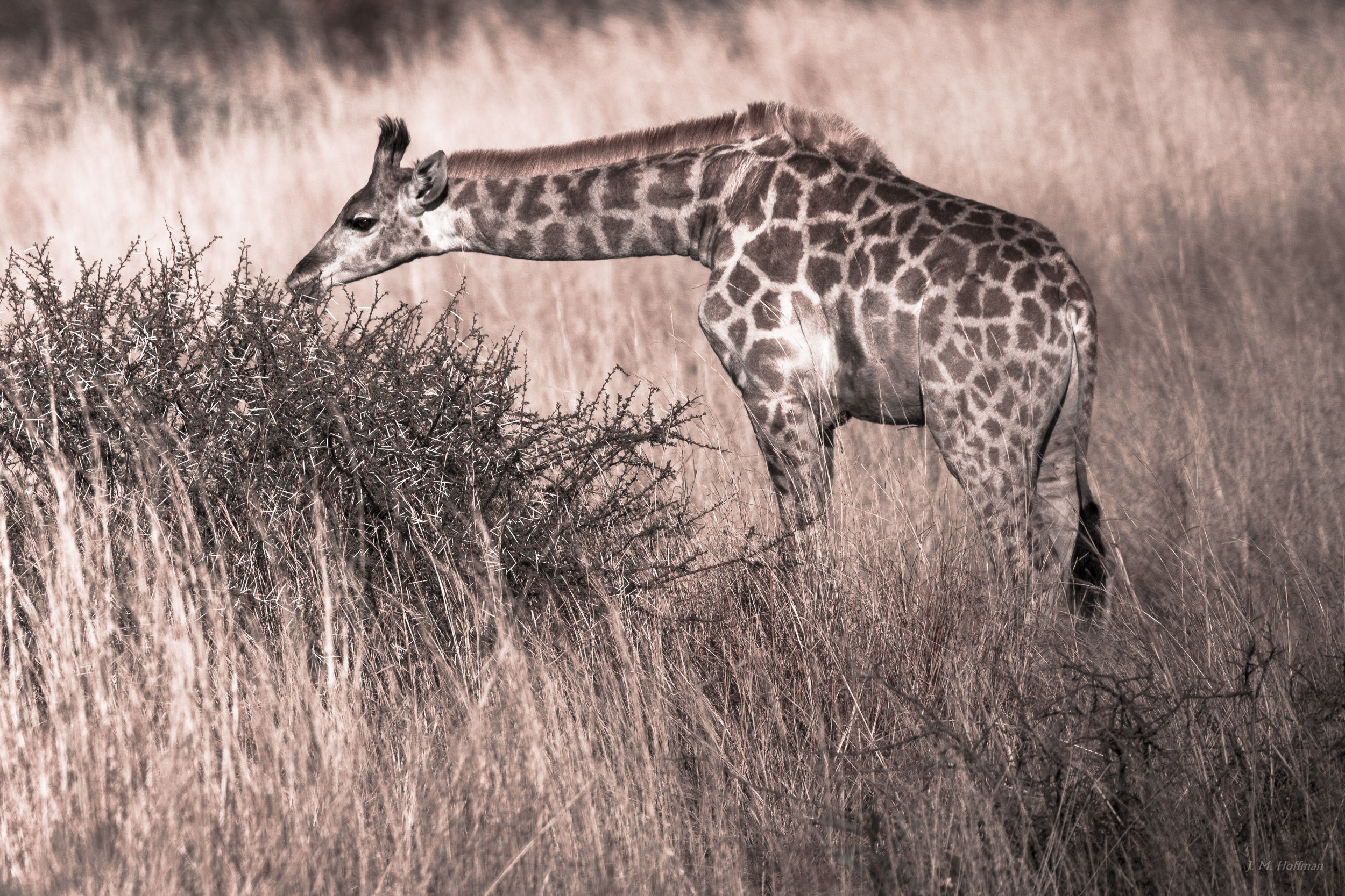 Giraffe noshing: The Pilanesberg, South Afirca