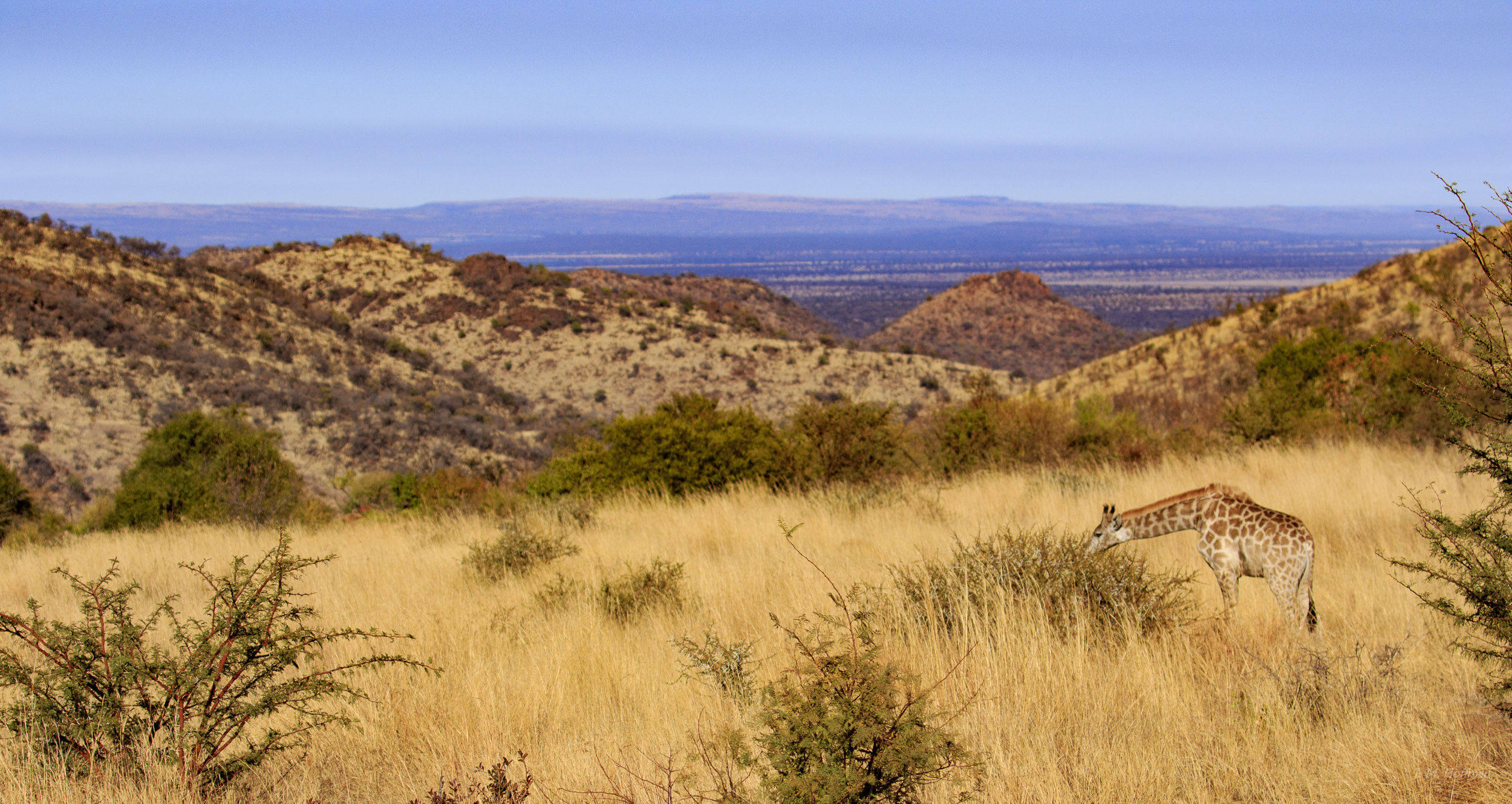 Giraffe noshing in the gorgeous Pilanesberg: The Pilanesberg, South Afirca