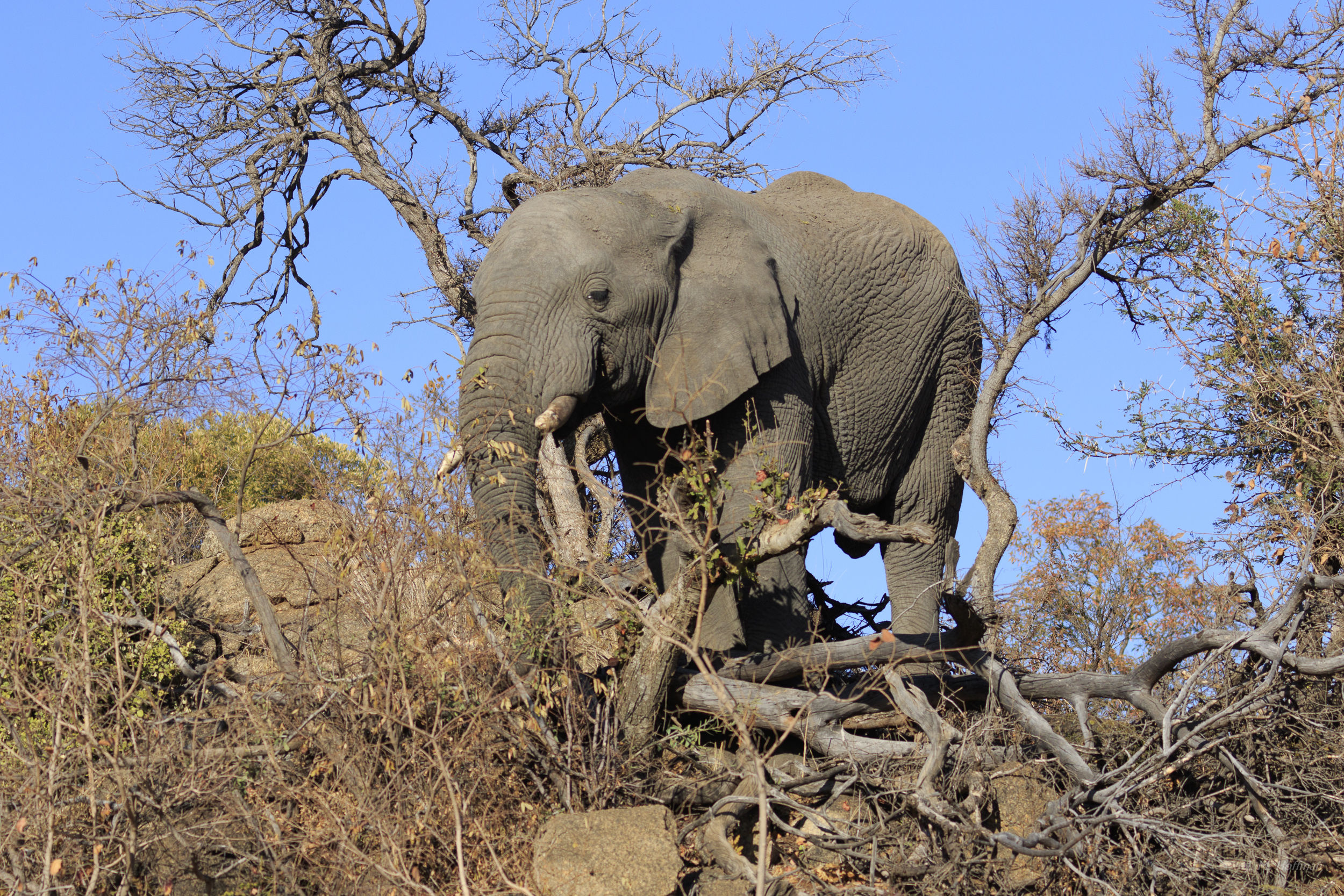 Elephant in a tight spot: The Pilanesberg, South Afirca